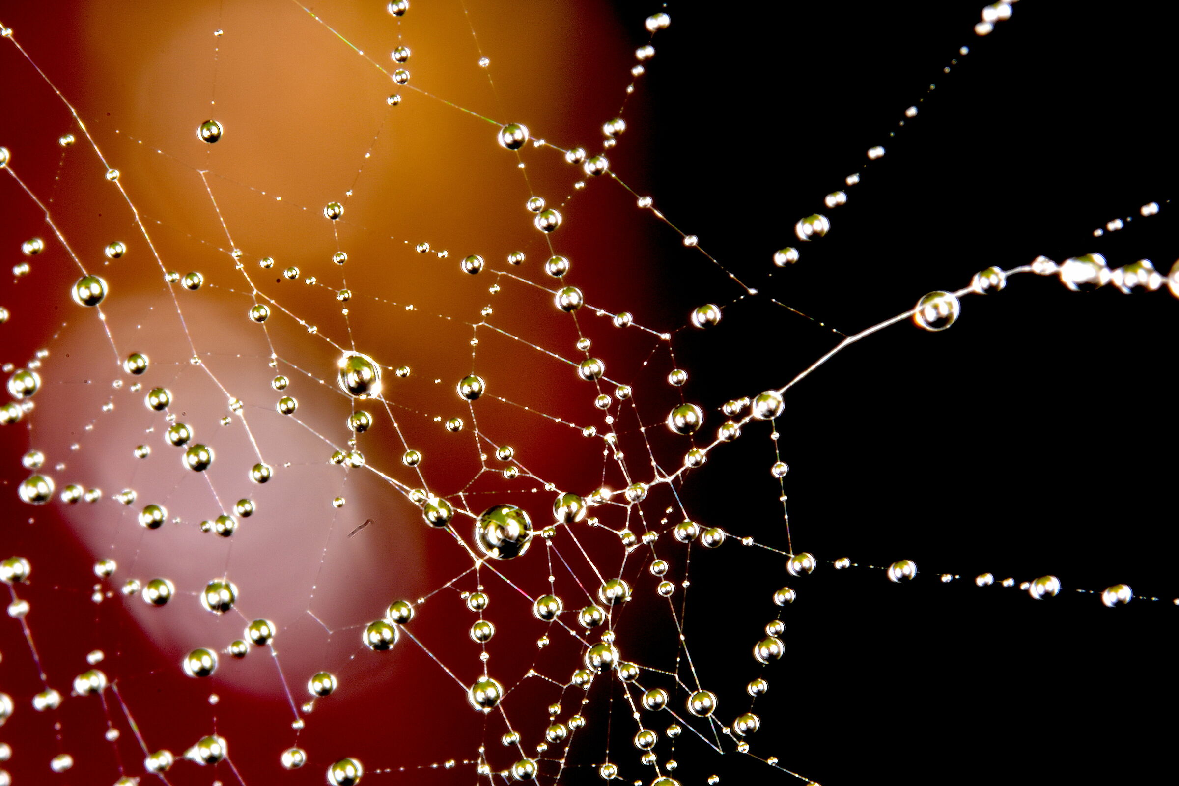 Micro gocce in ragnatela