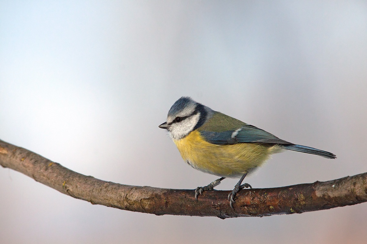 Una cincia... classica