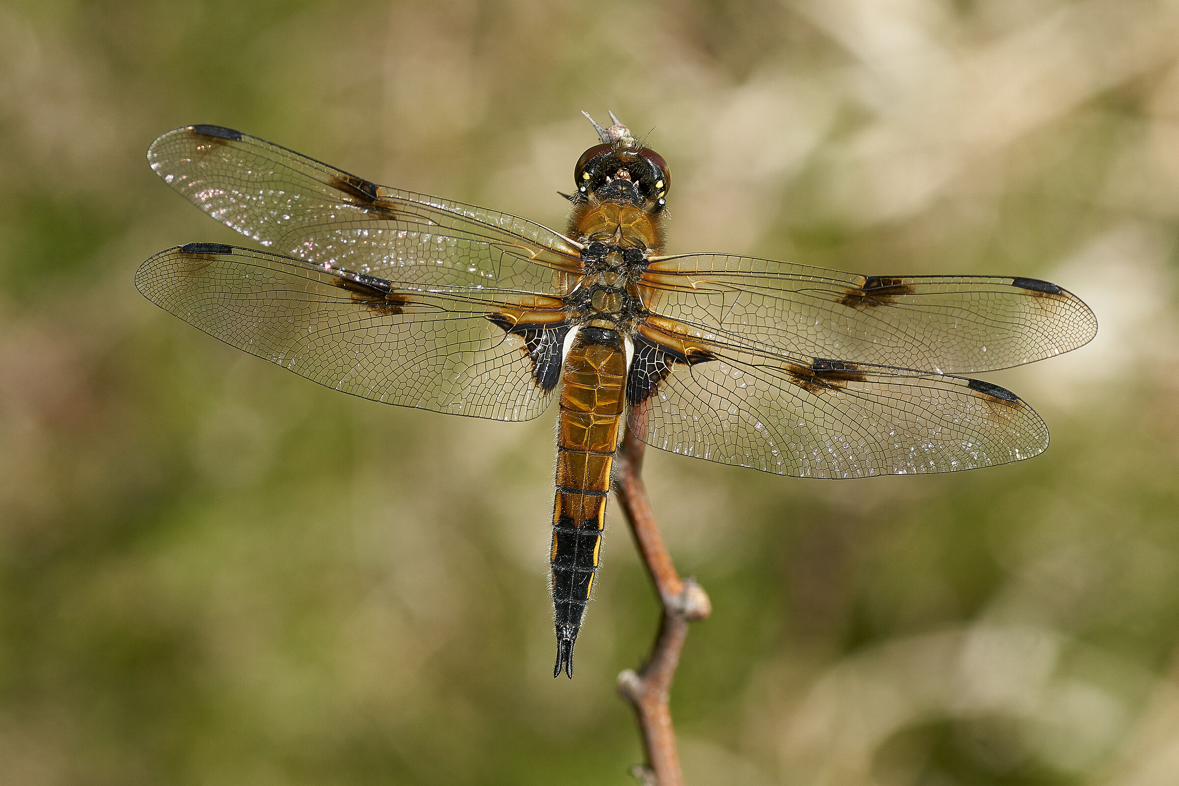 Libellula quadrimaculata with Prey