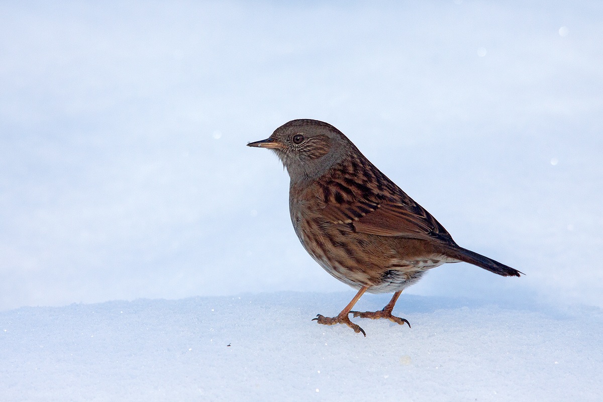 Passera scopaiola sulla neve