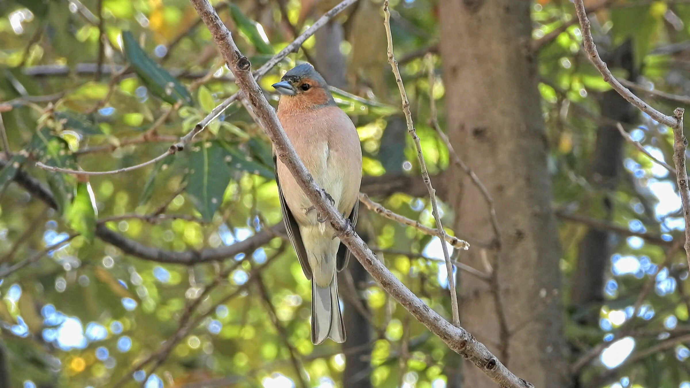 Chaffinch