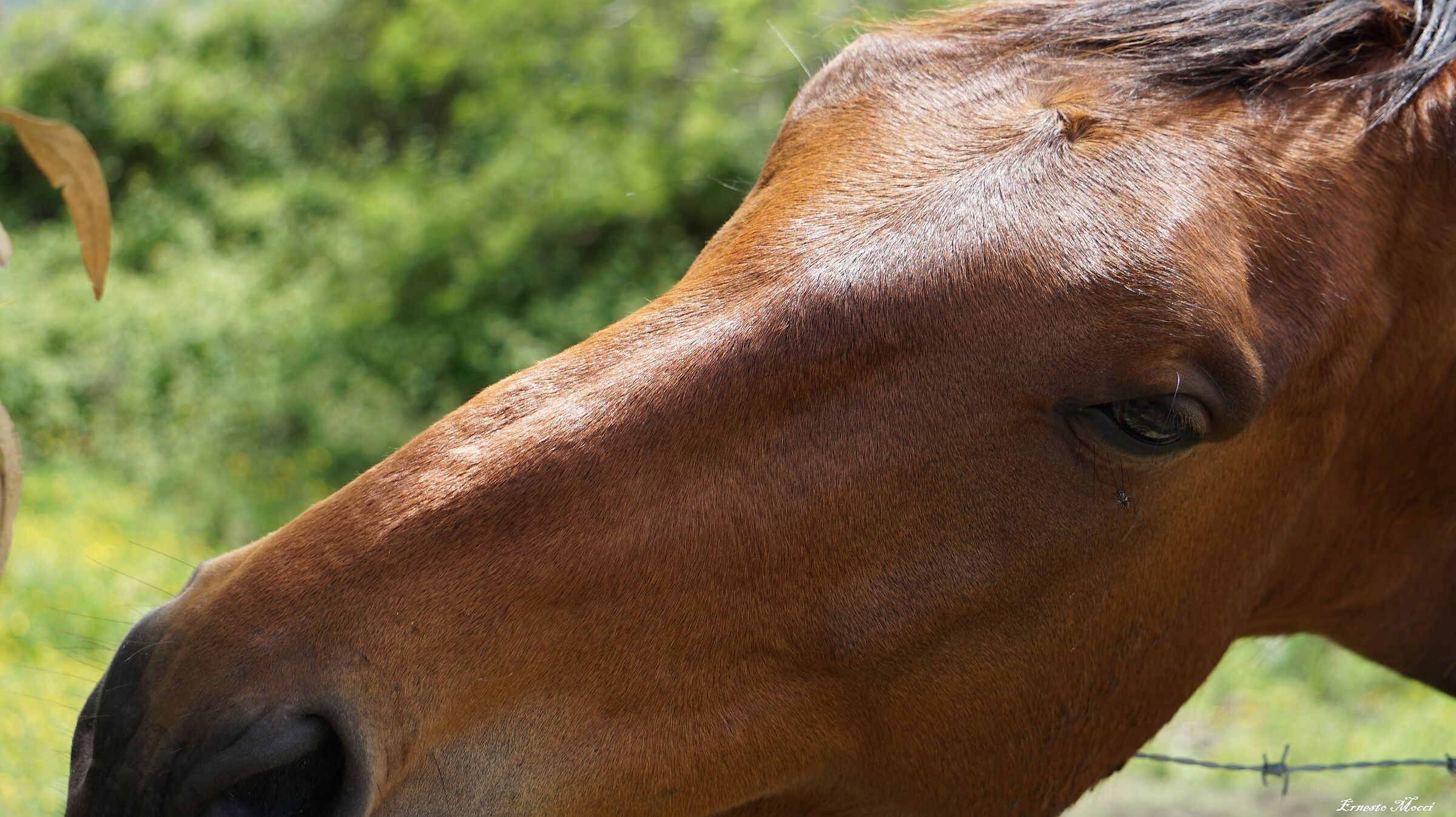 Mi basterebbe avere un Cavallo così