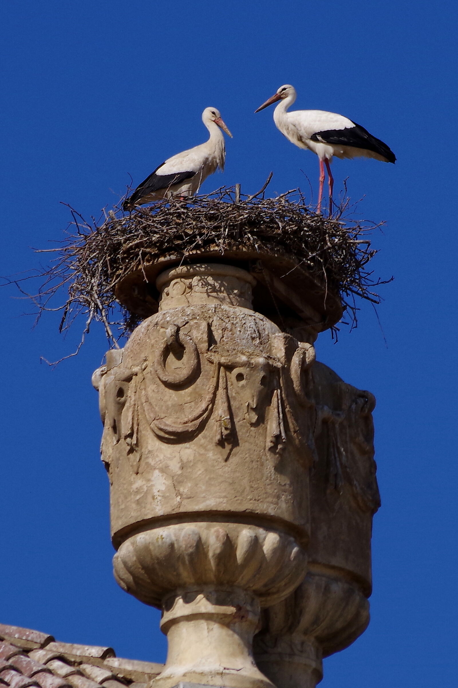 presto arrivano i piccoli