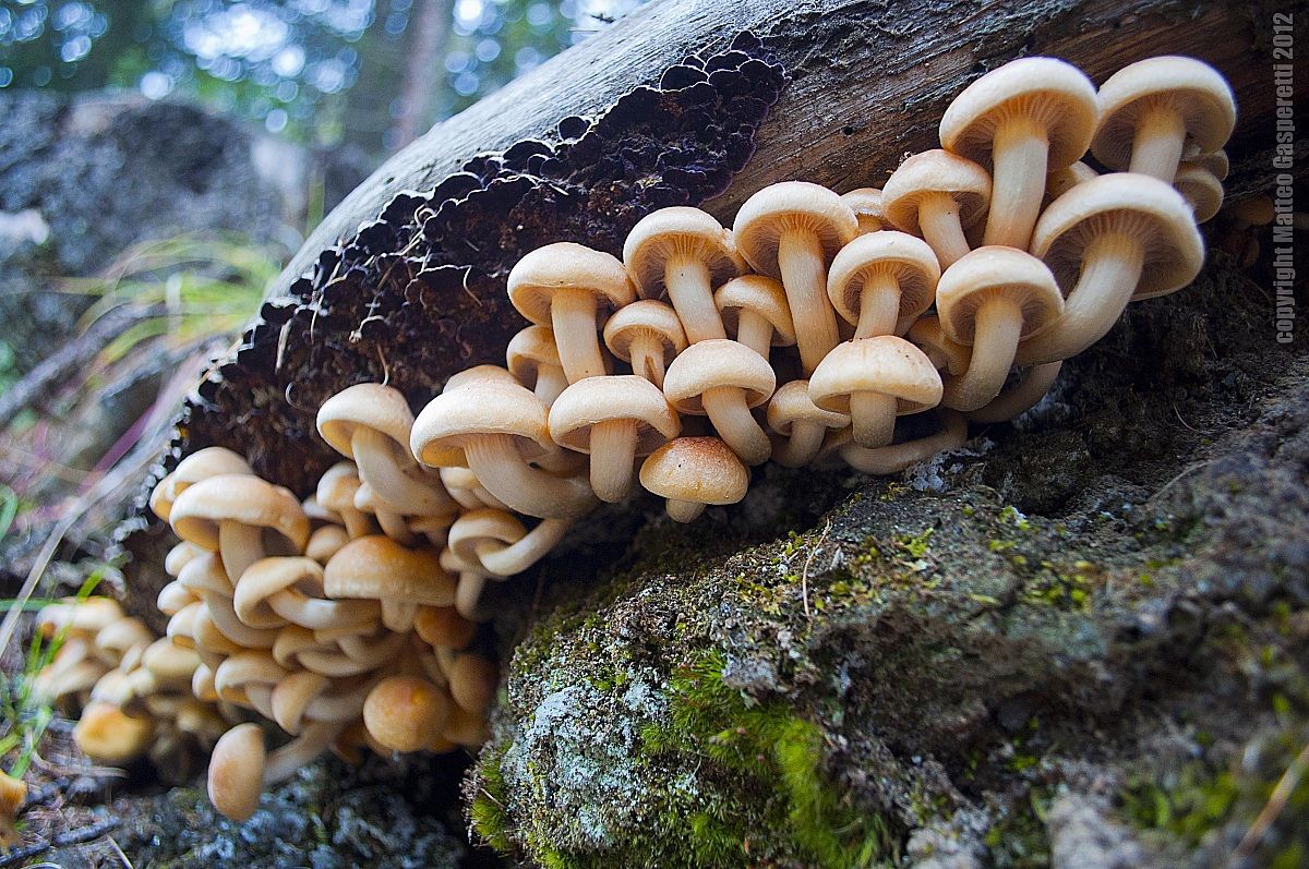 Hypholoma fasciculare