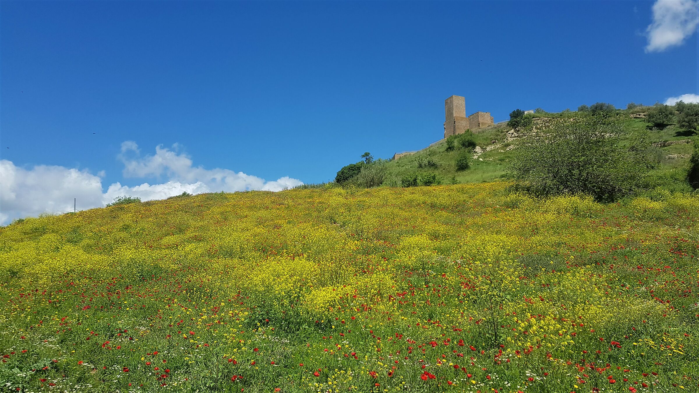 la tuscia in fiore
