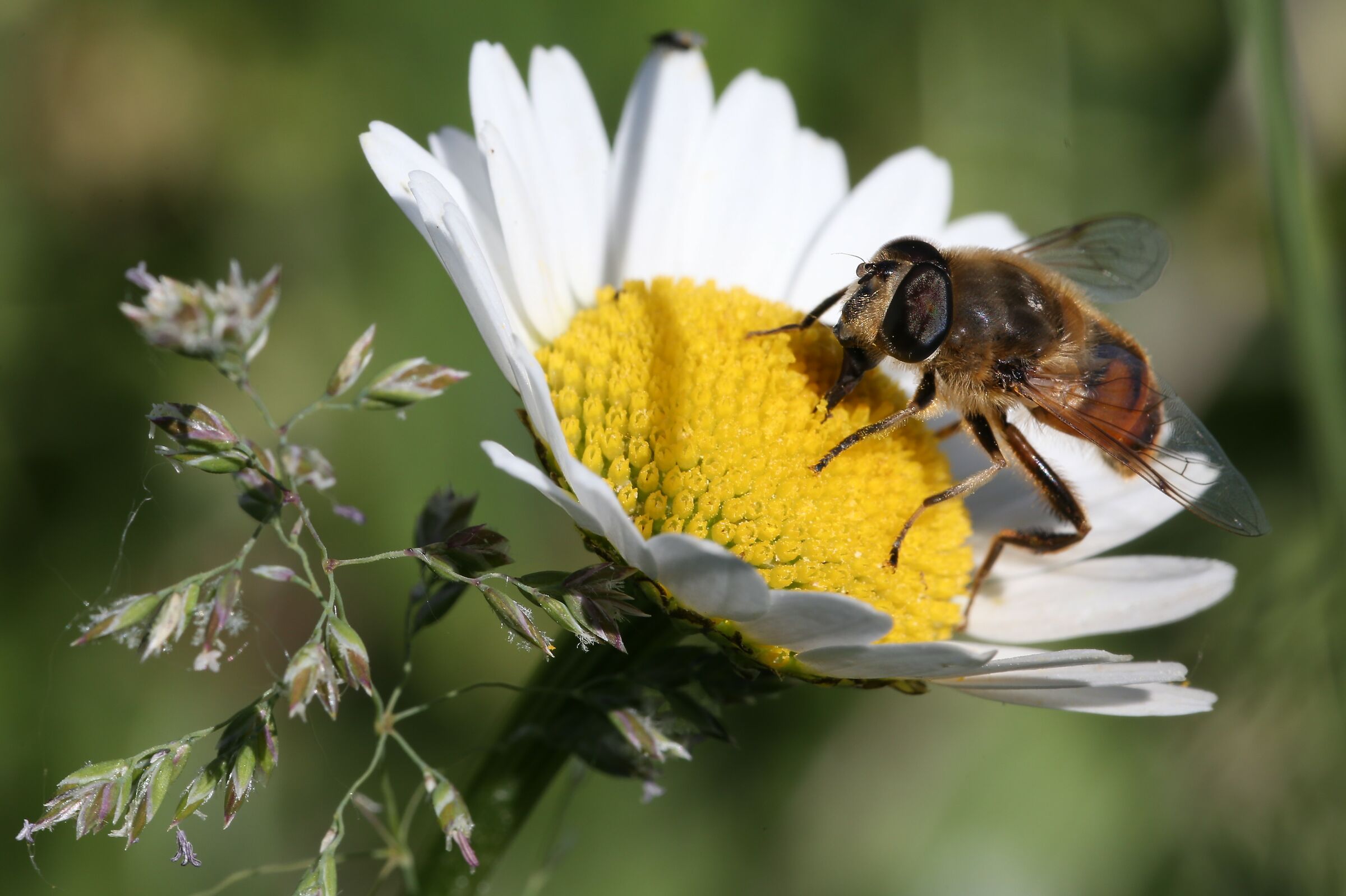 Instancabili lavoratrici