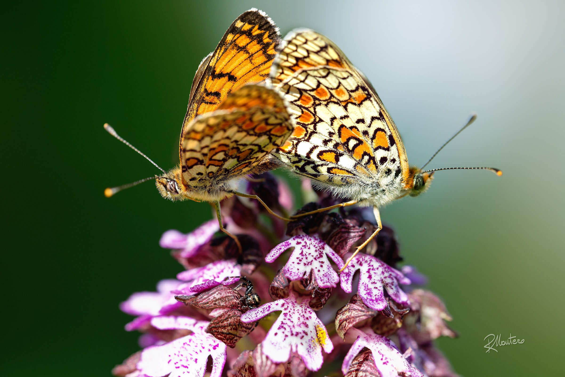 Wild Orchid, with voyeur...