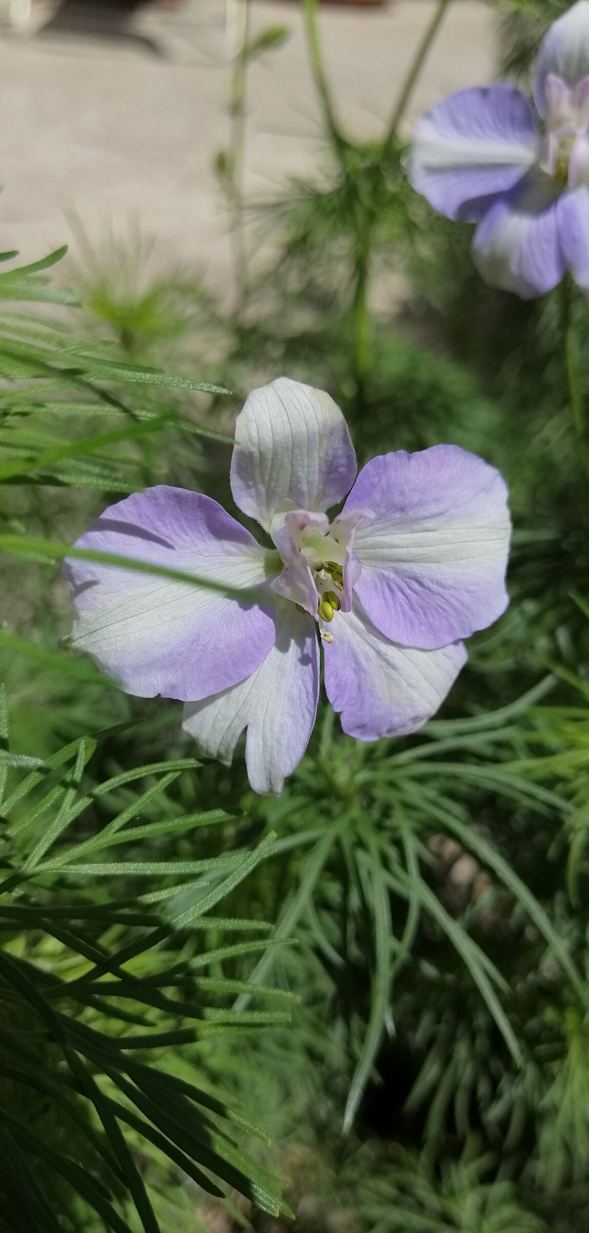 Purple flower