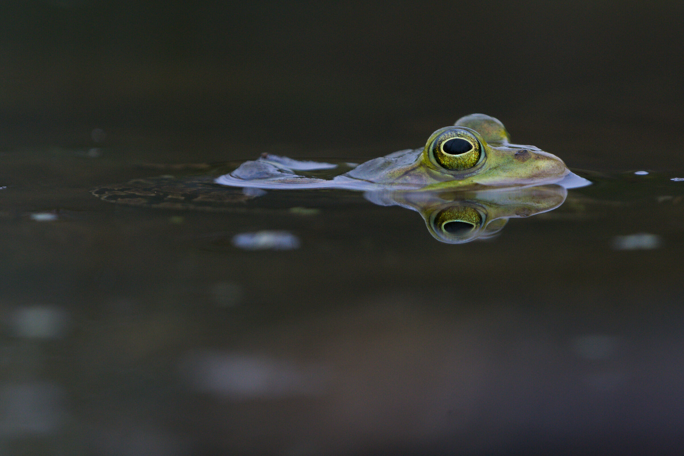 Rana della piscina (lezioni di Pelophylax)