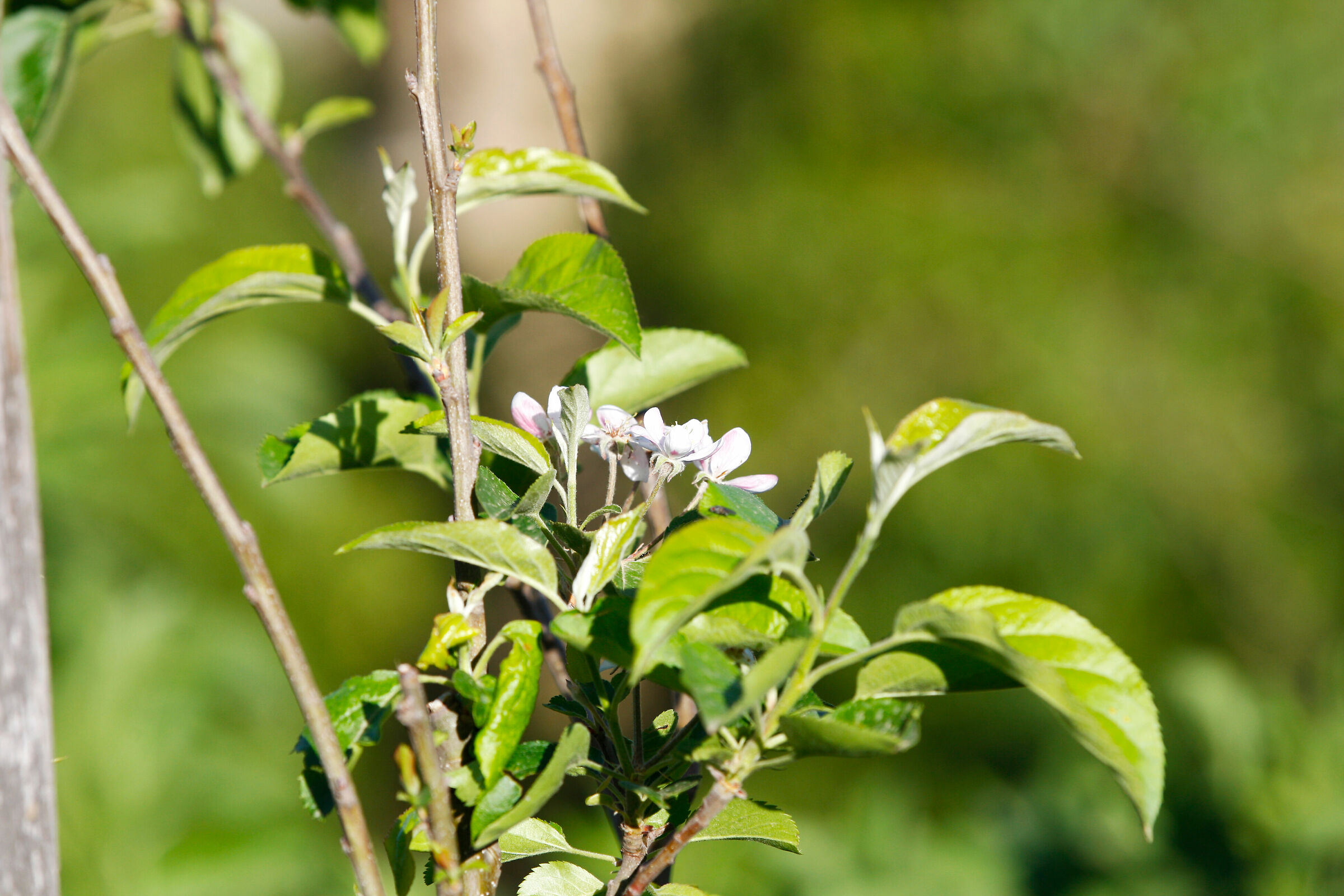 Fioritura Mela Gialla