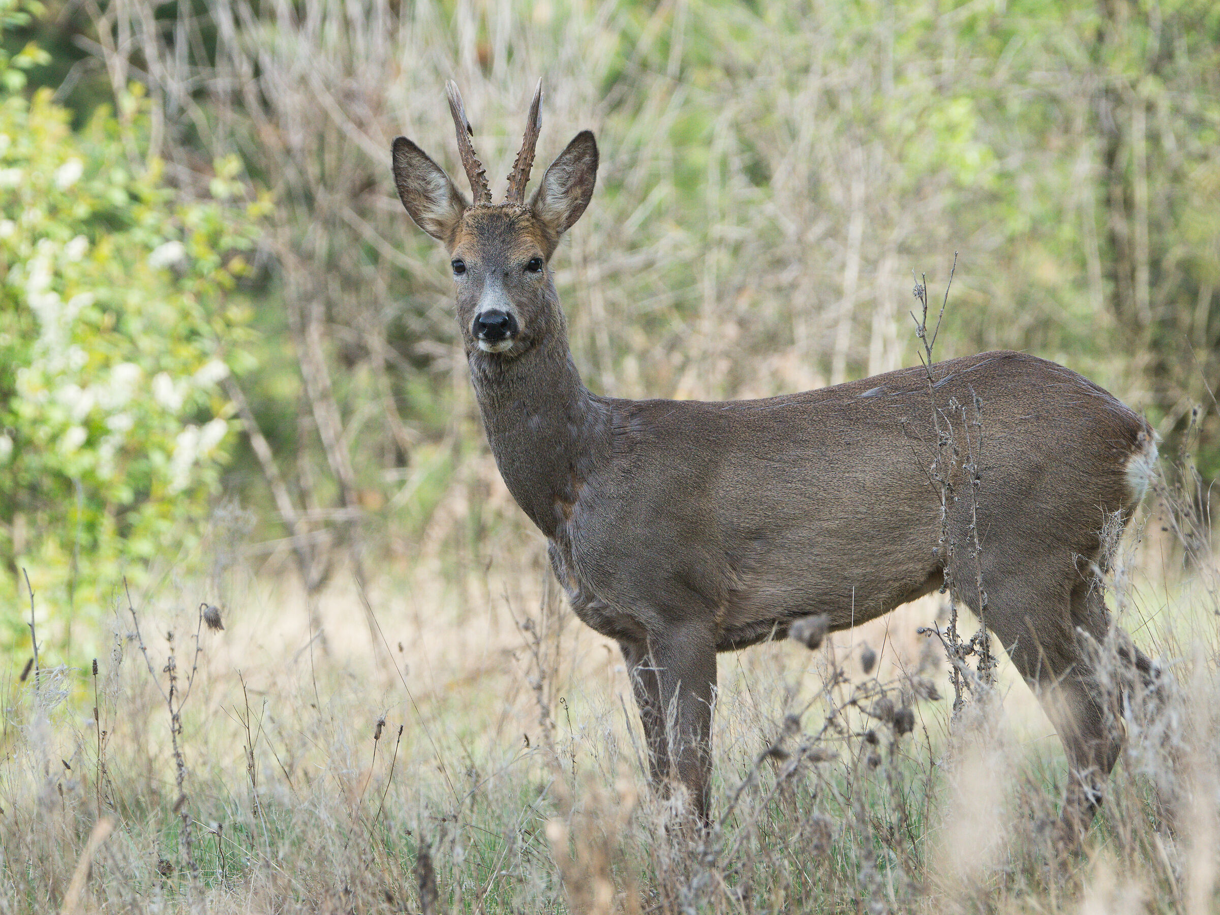 Roe deer (Capreolus capreolus)