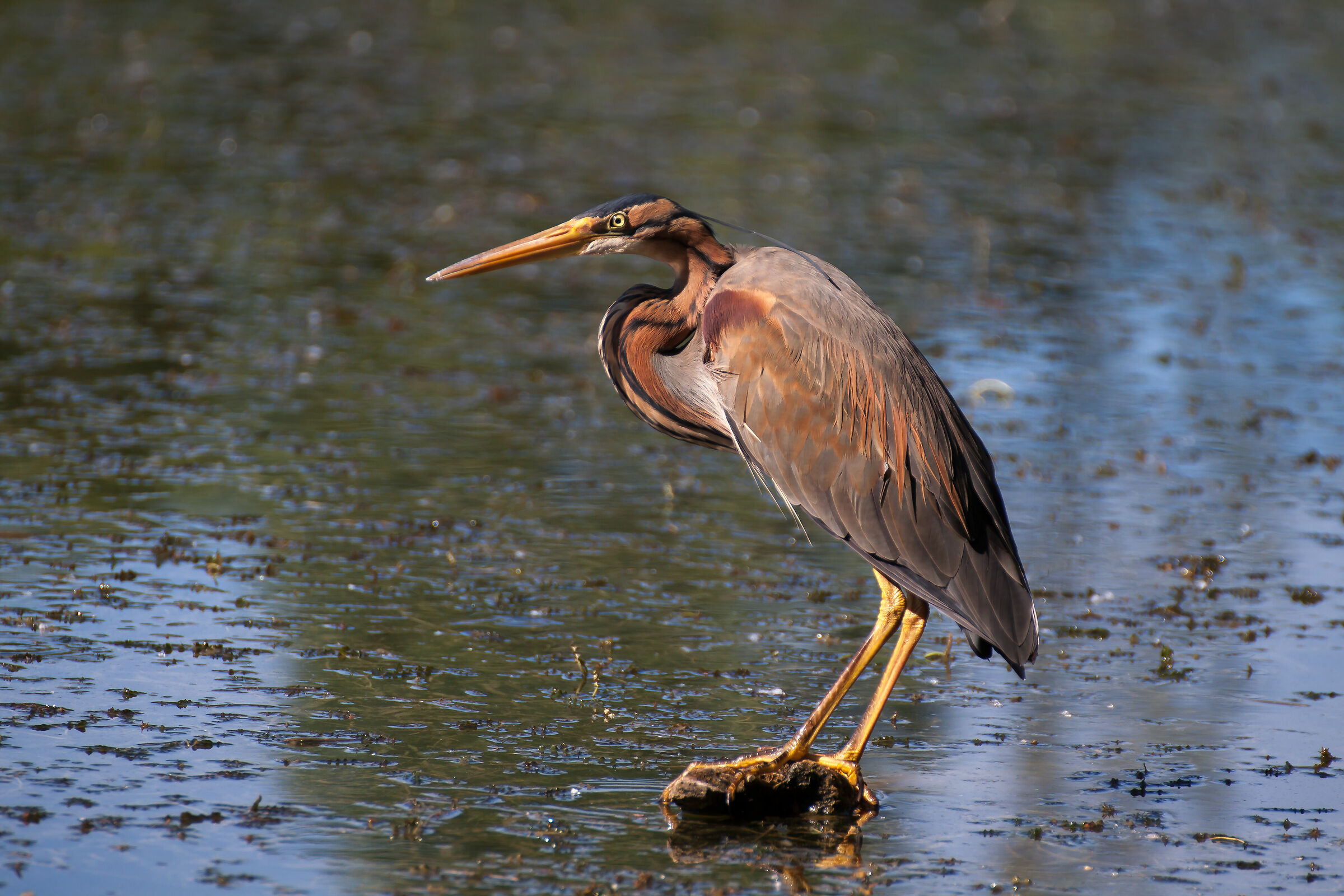 Red Heron