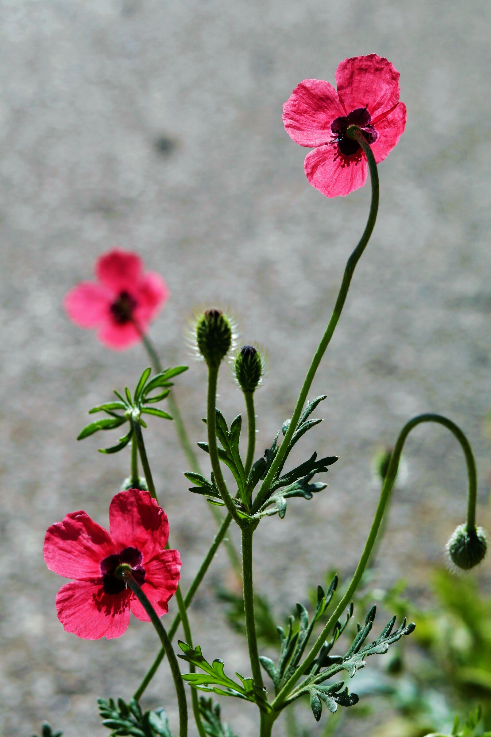 Three poppies