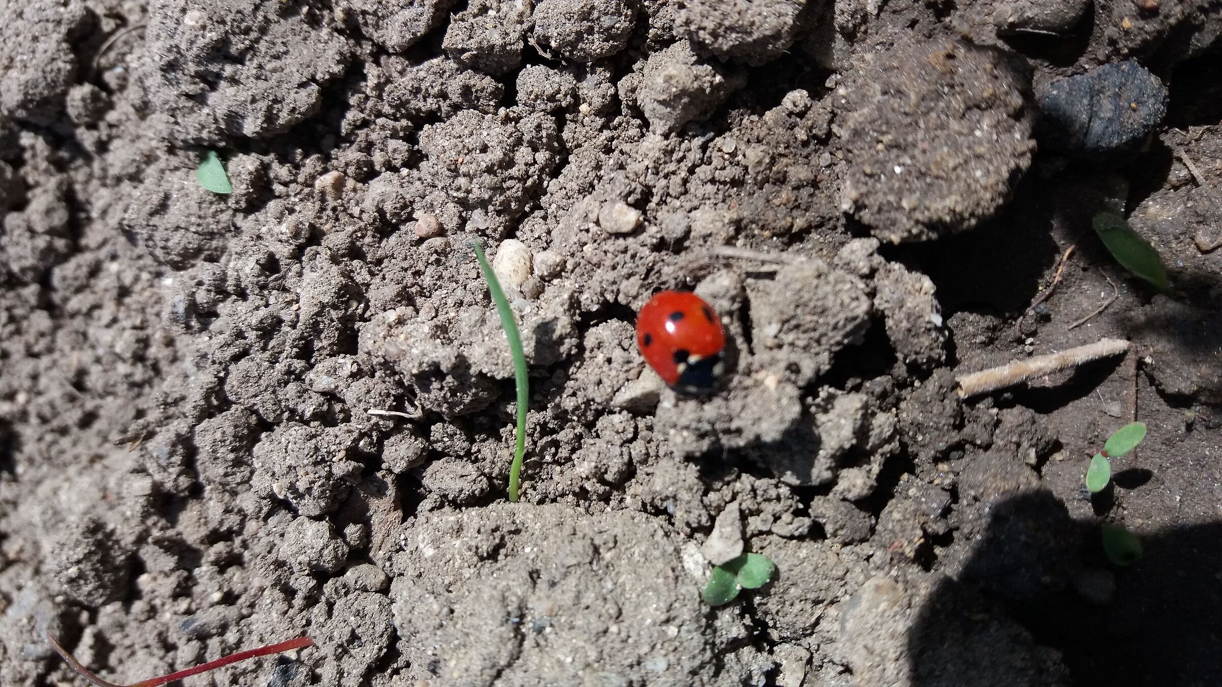 Coccinella