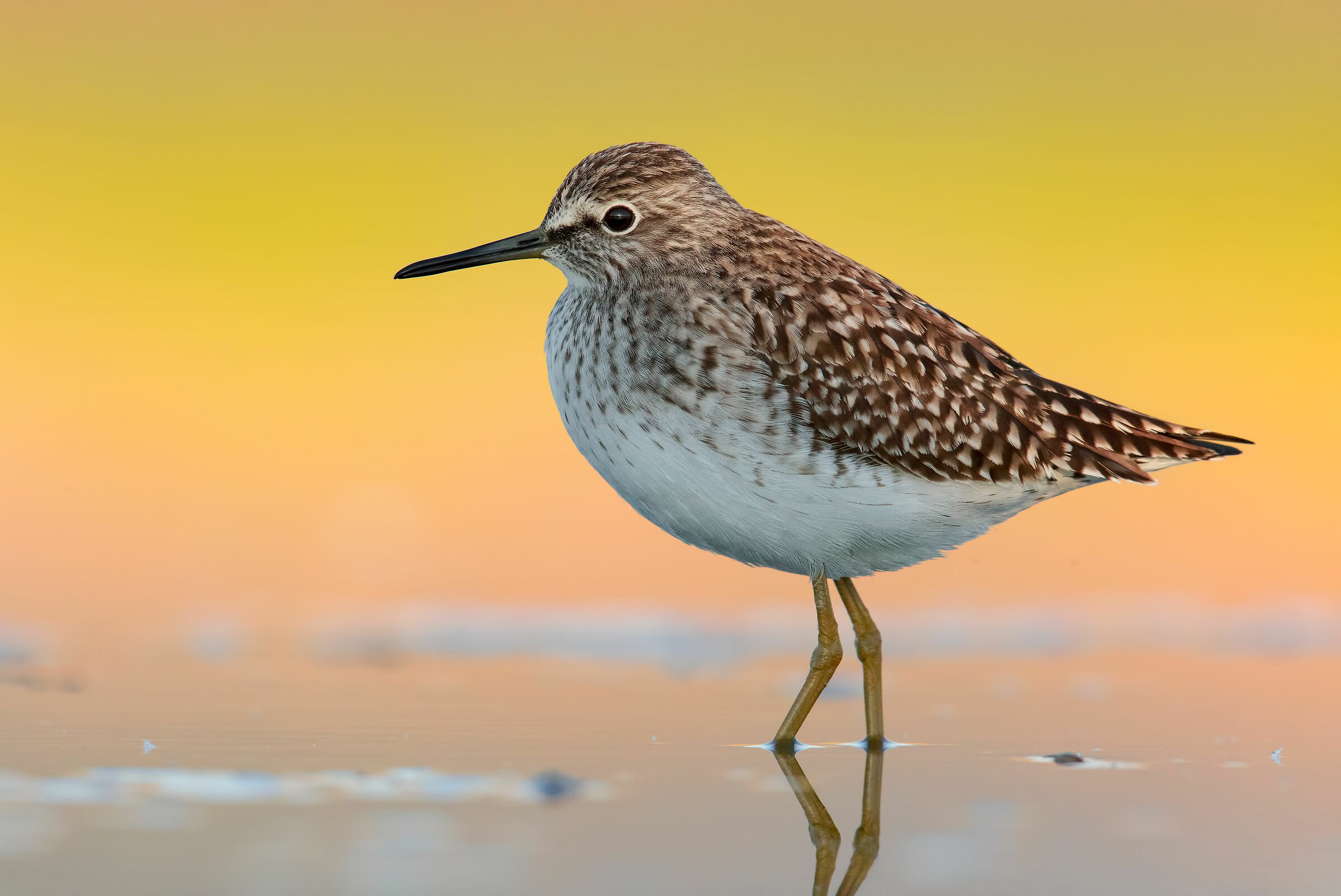 Piro Piro Boschereccio 5K +1.00 EV