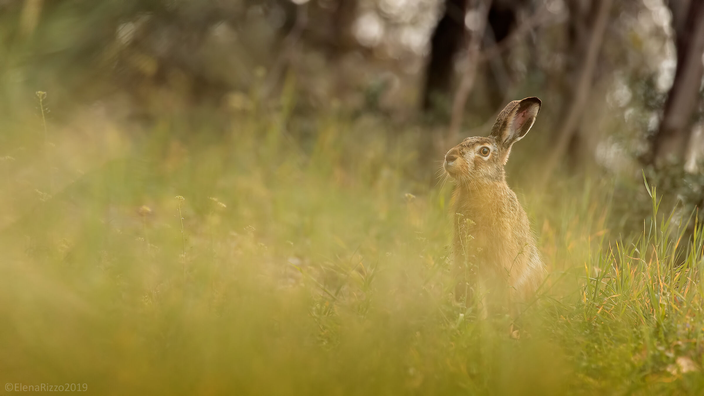 European Hare