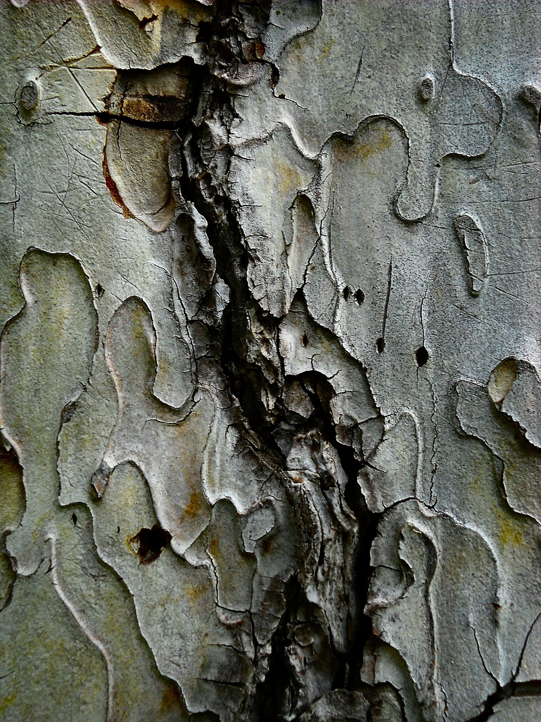 Cromatismi Arborei