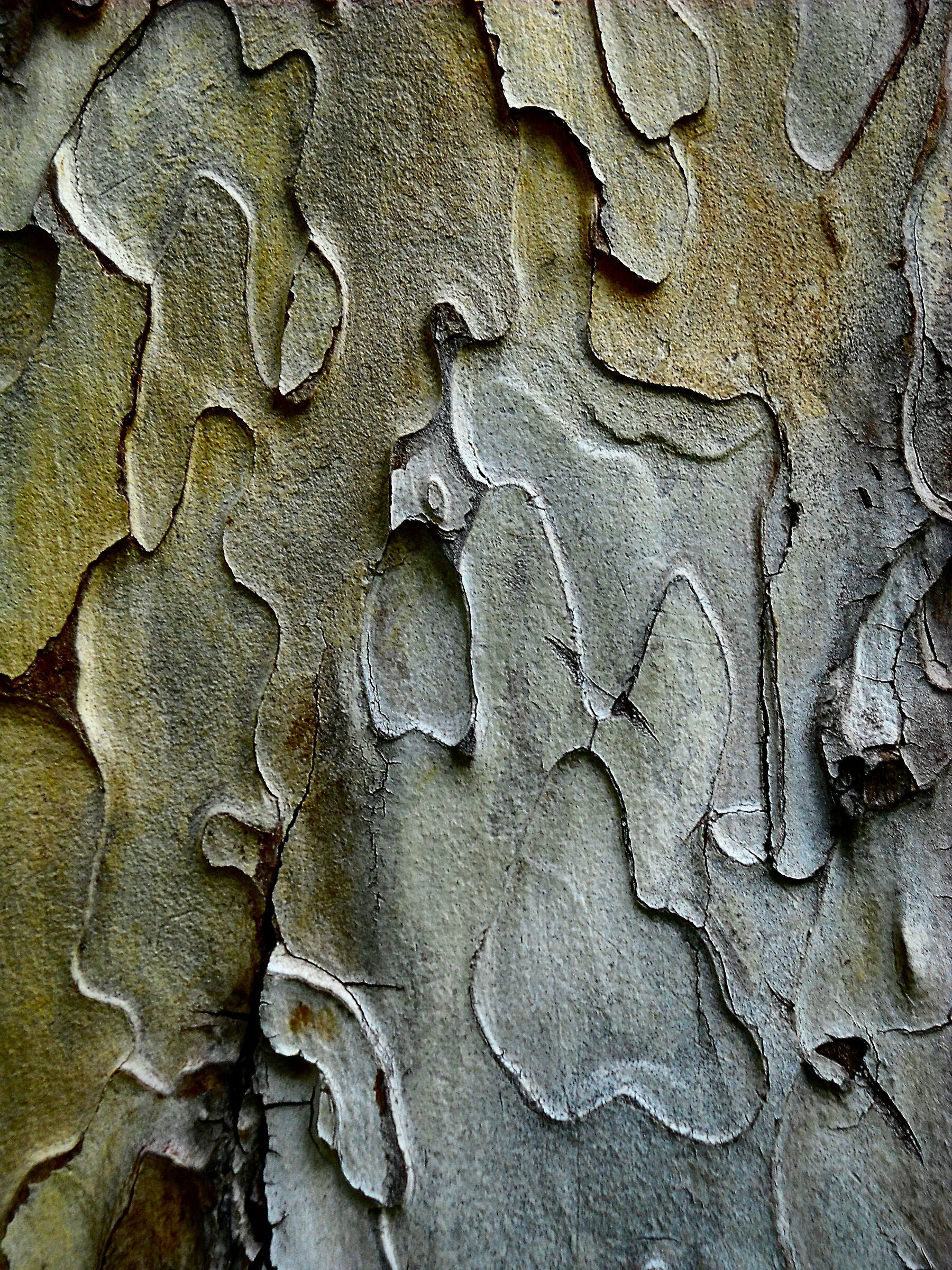 Cromatismi Arborei