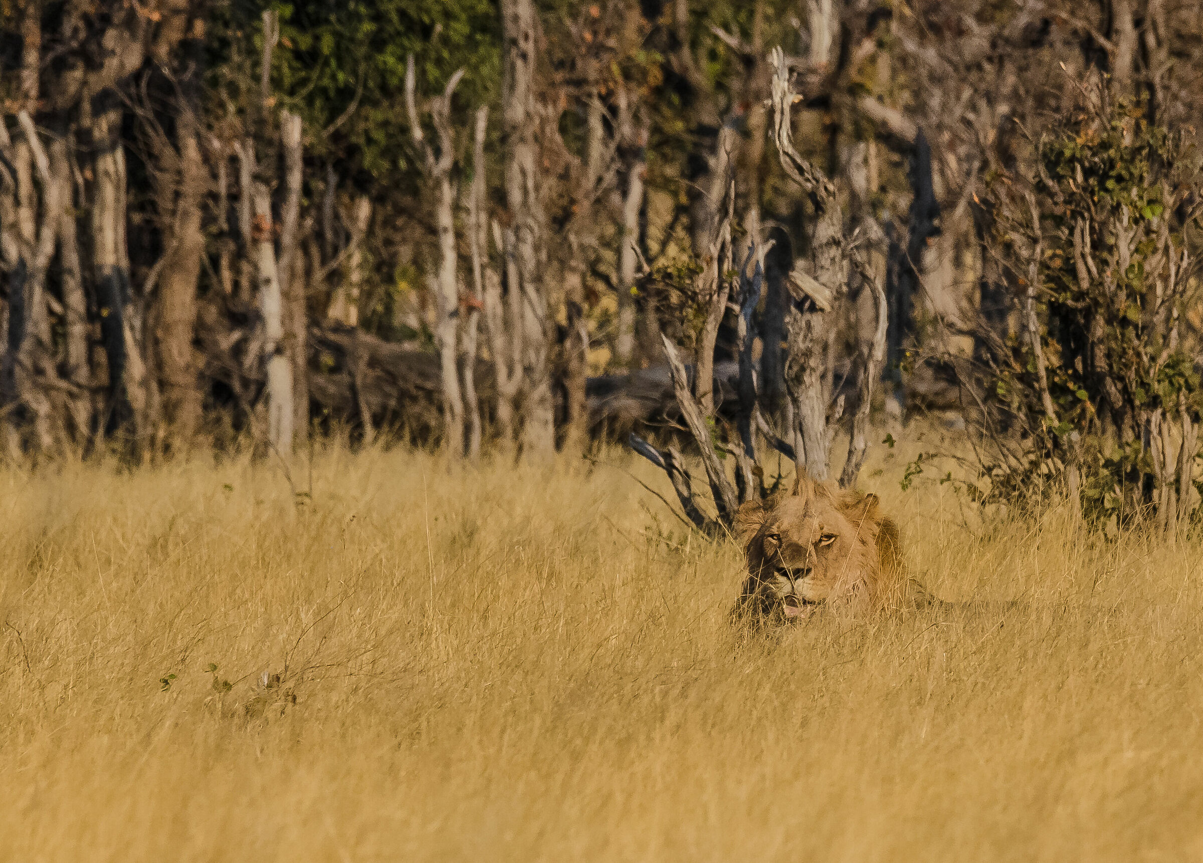 Lion in the Savannah