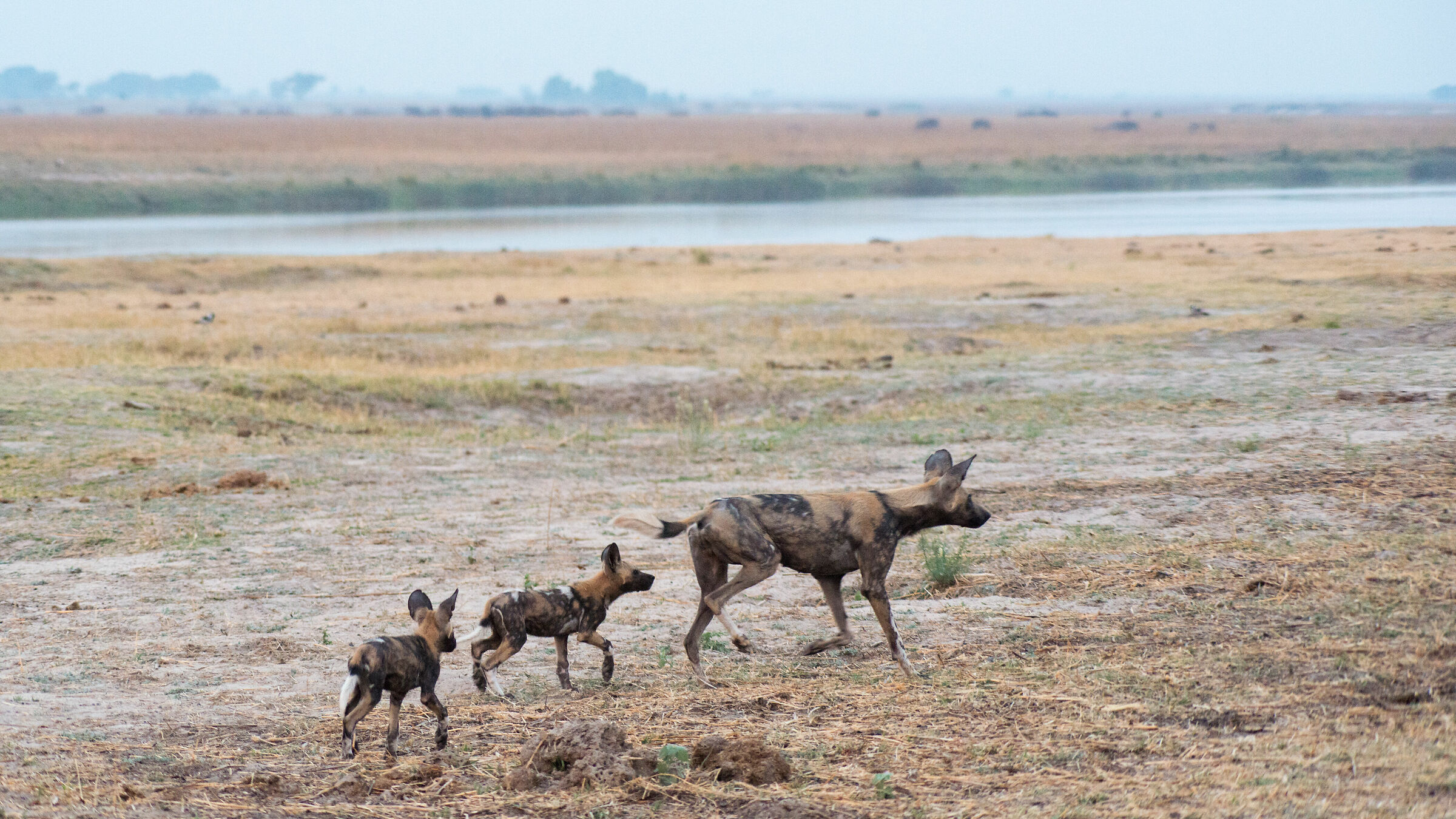 African Wild Dogs