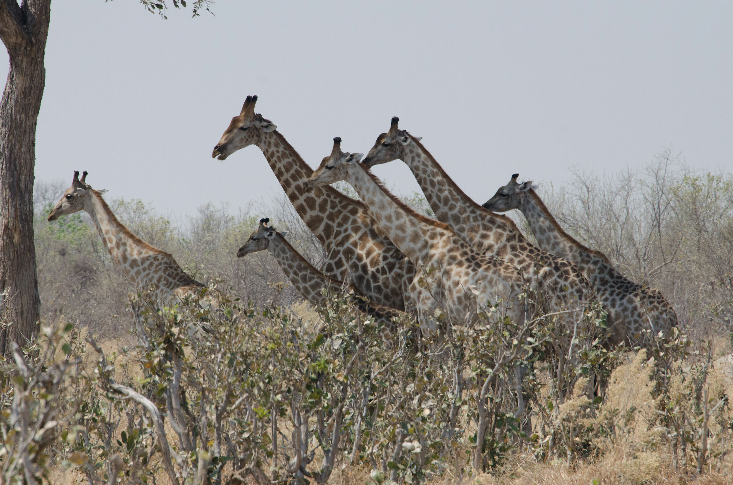 Giraffes
