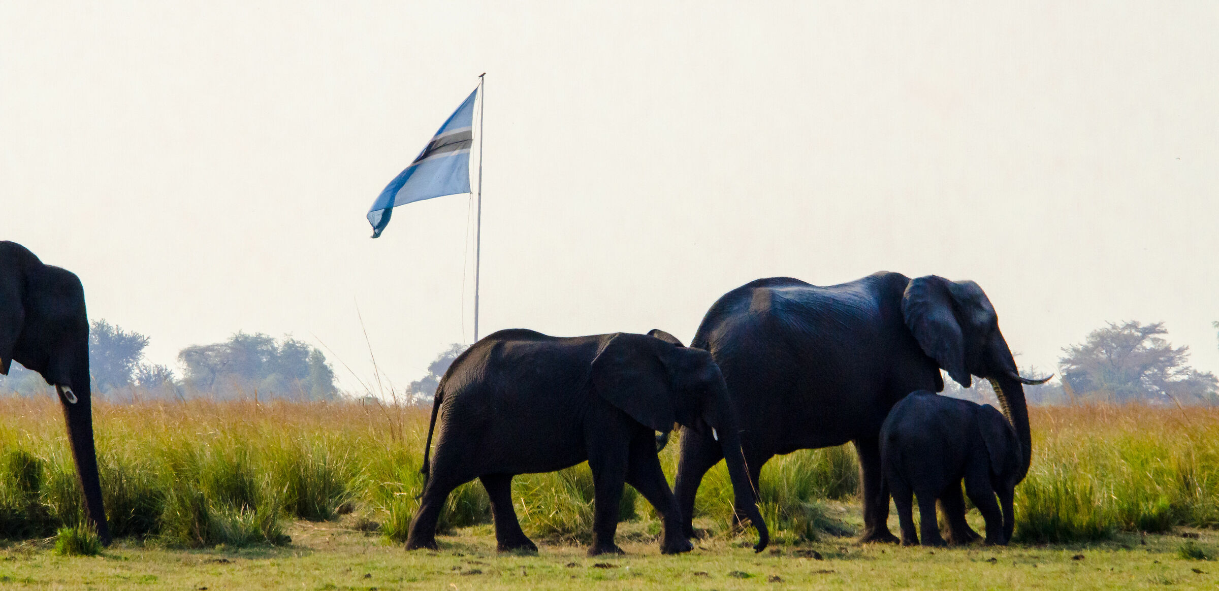 Elephants on the border of Botswana