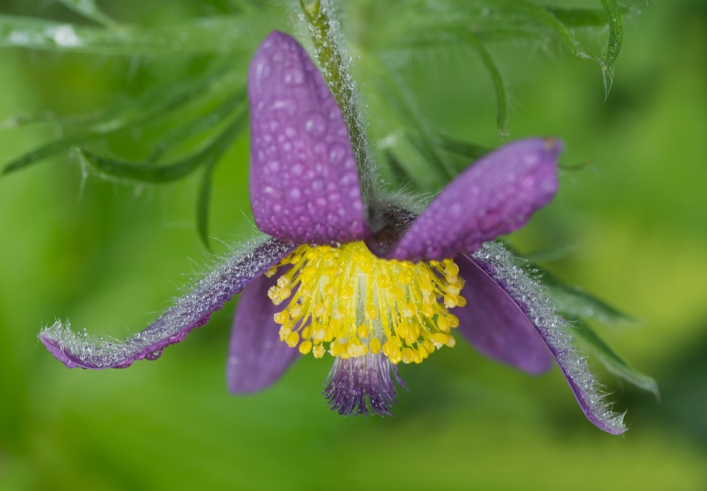Pulsatilla dall'alto
