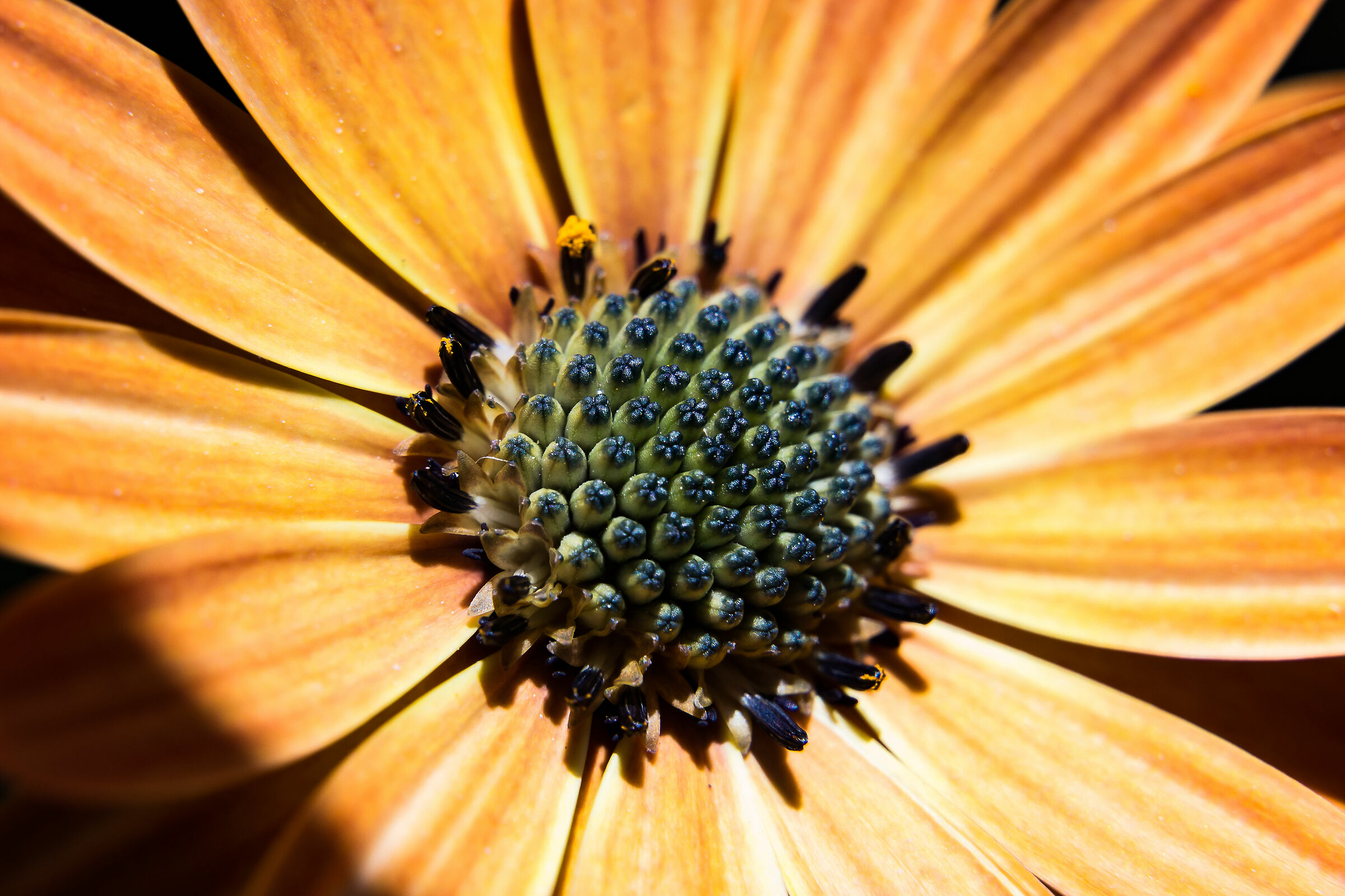 Sul balcone di casa2