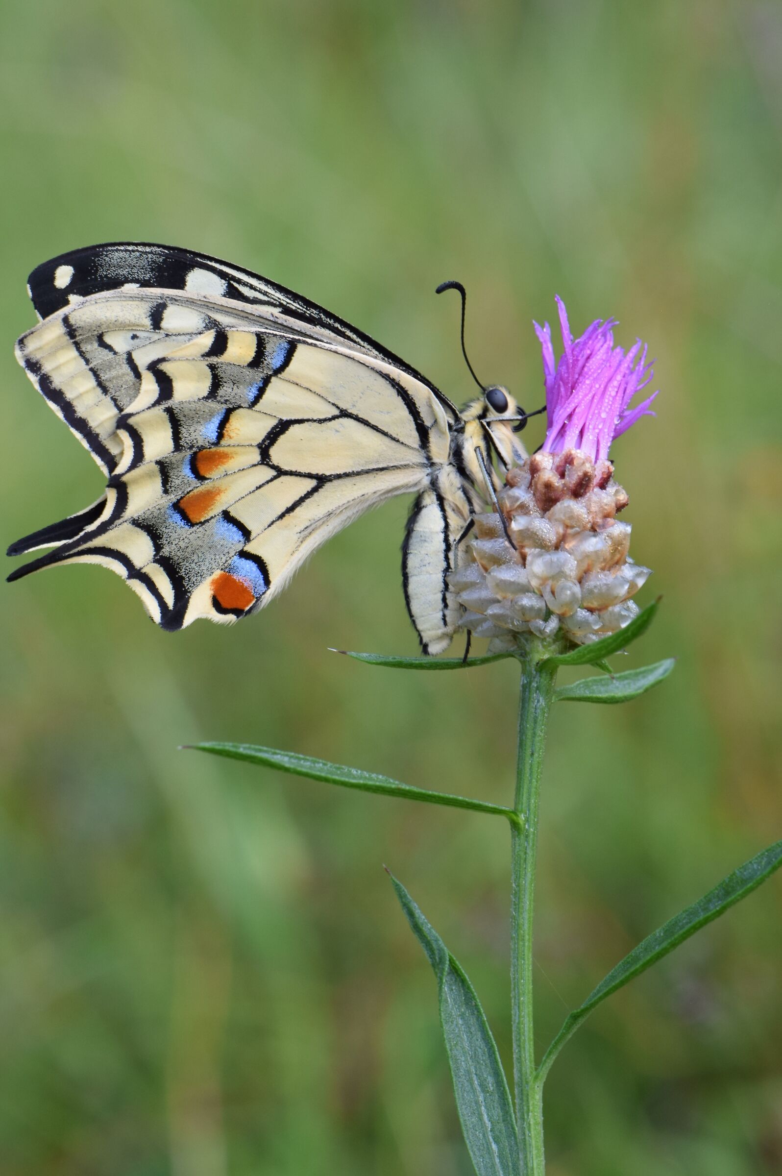 Macaone - Papilio Machaon