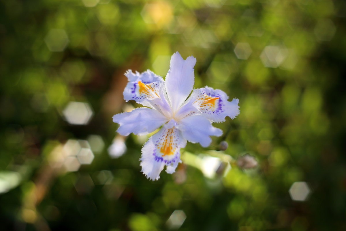 My friend's Iris