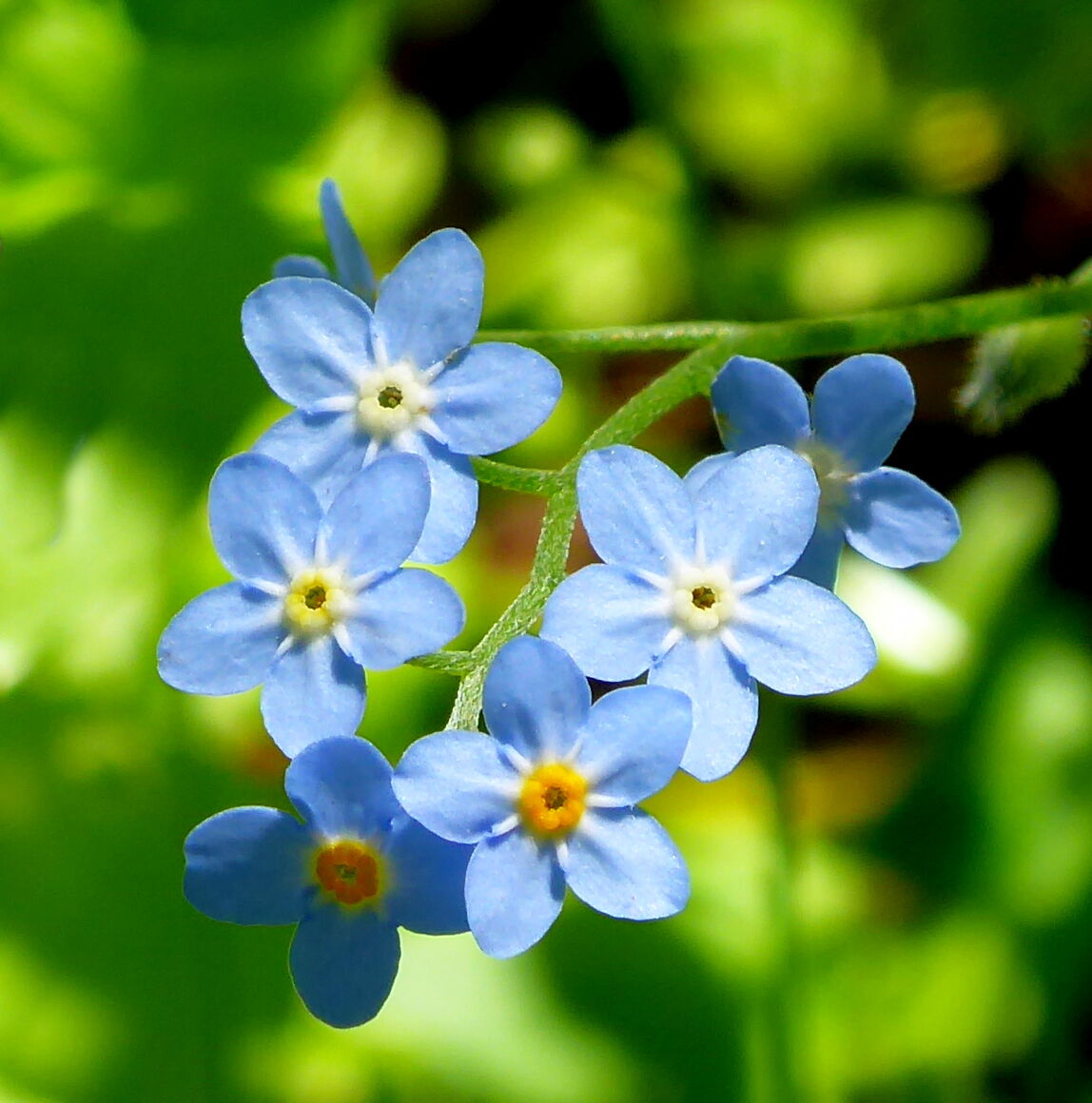 non ti scordar di me (myosotis)