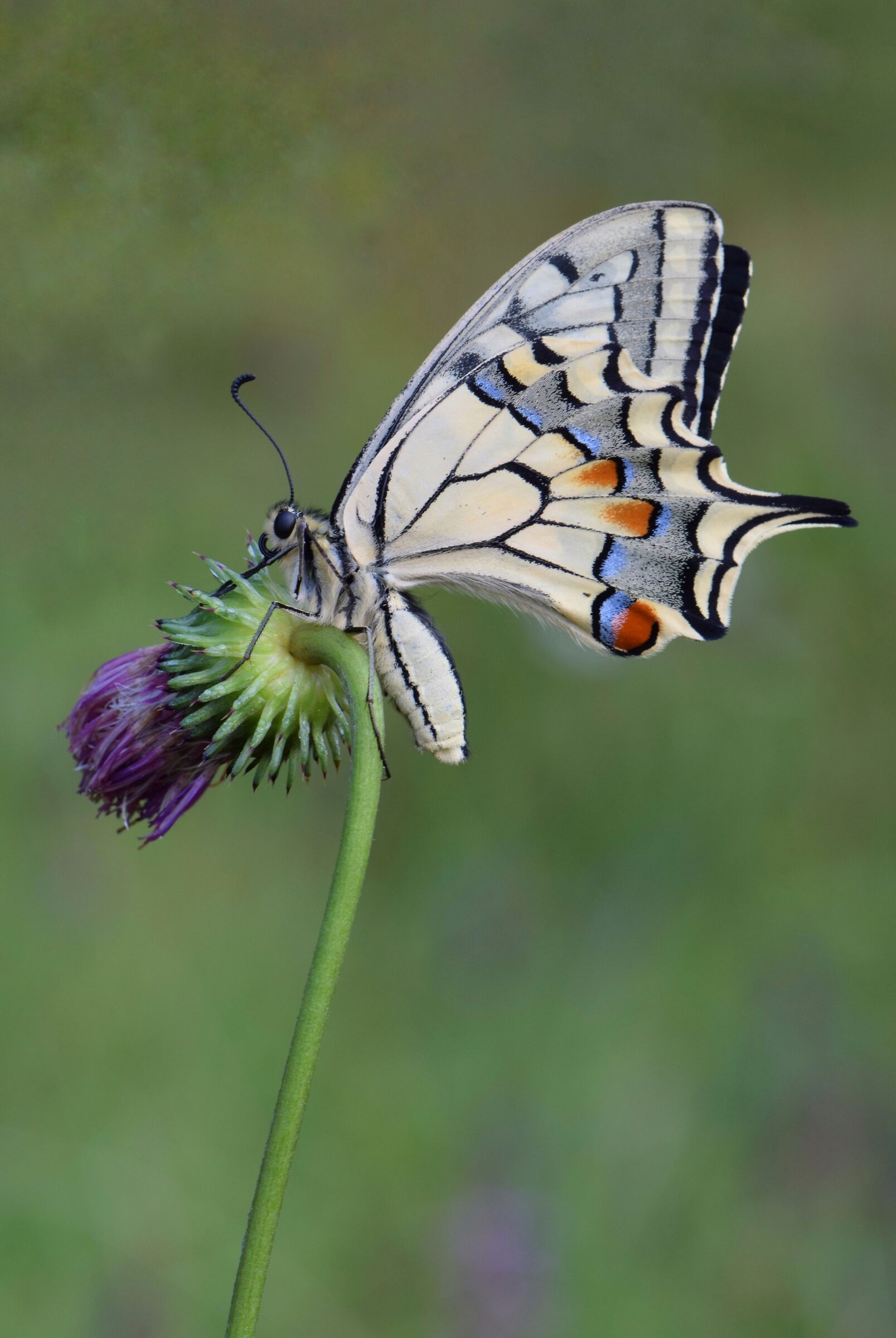 Macaone-Papilio Machaon