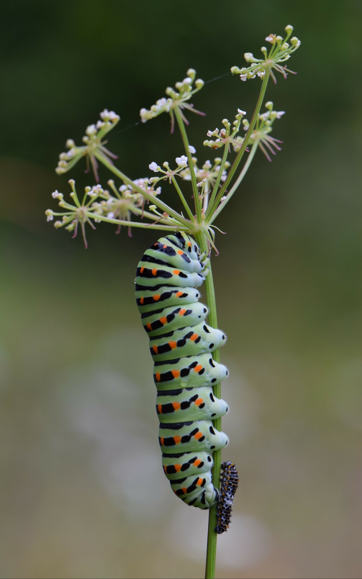 The Papilio machaon