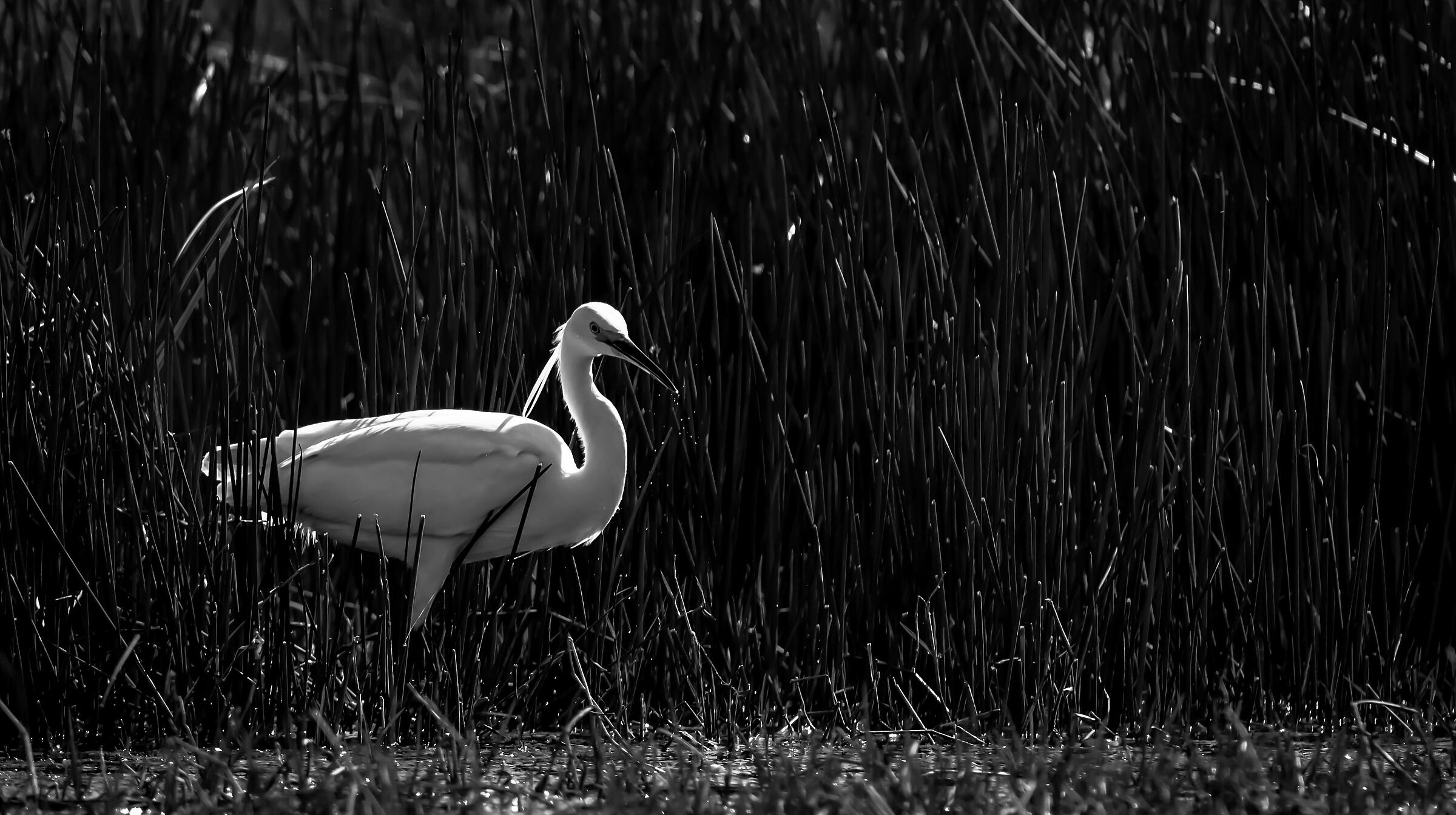 Egret B/W