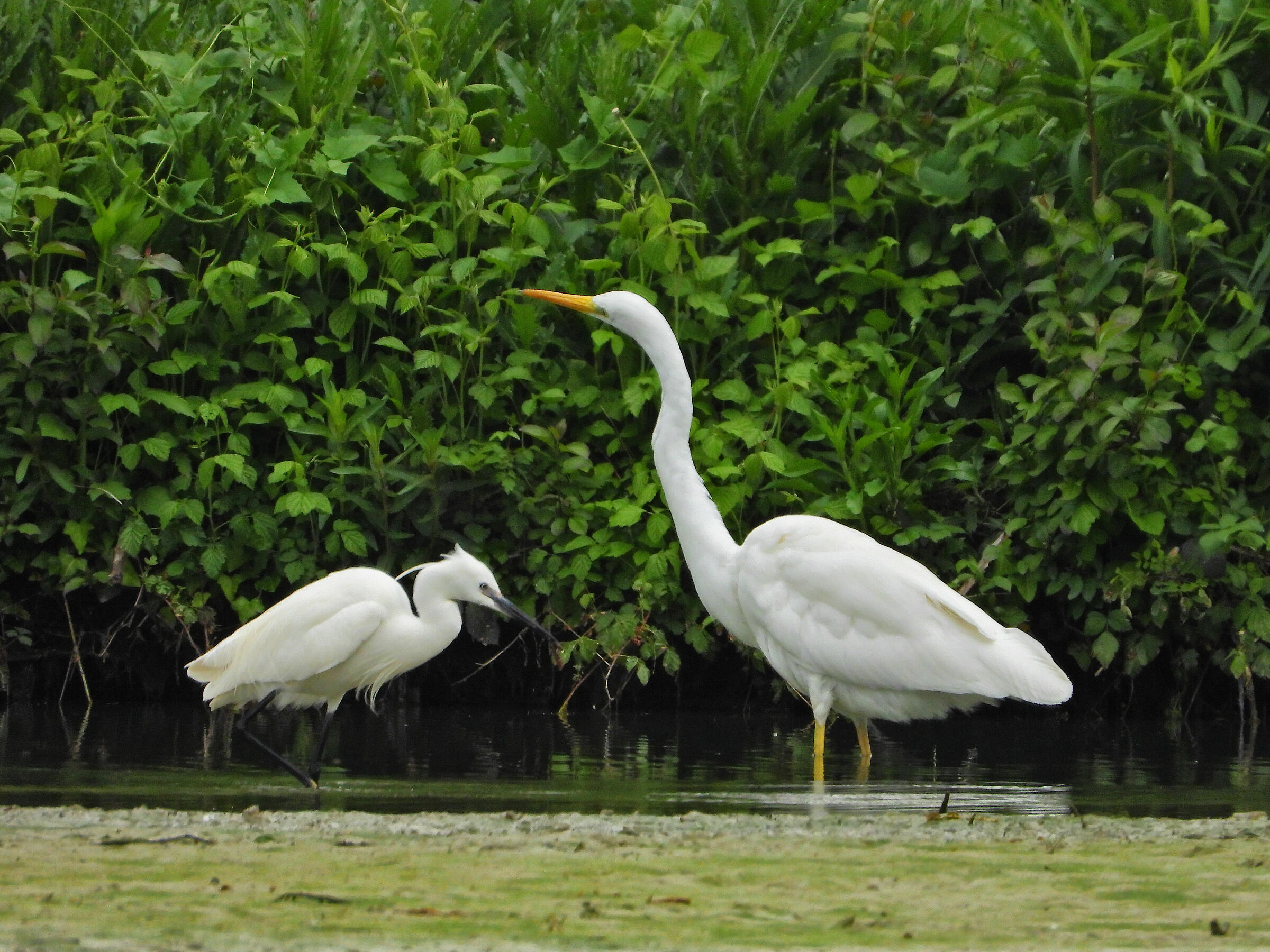 L'airone bianco e la garzetta.