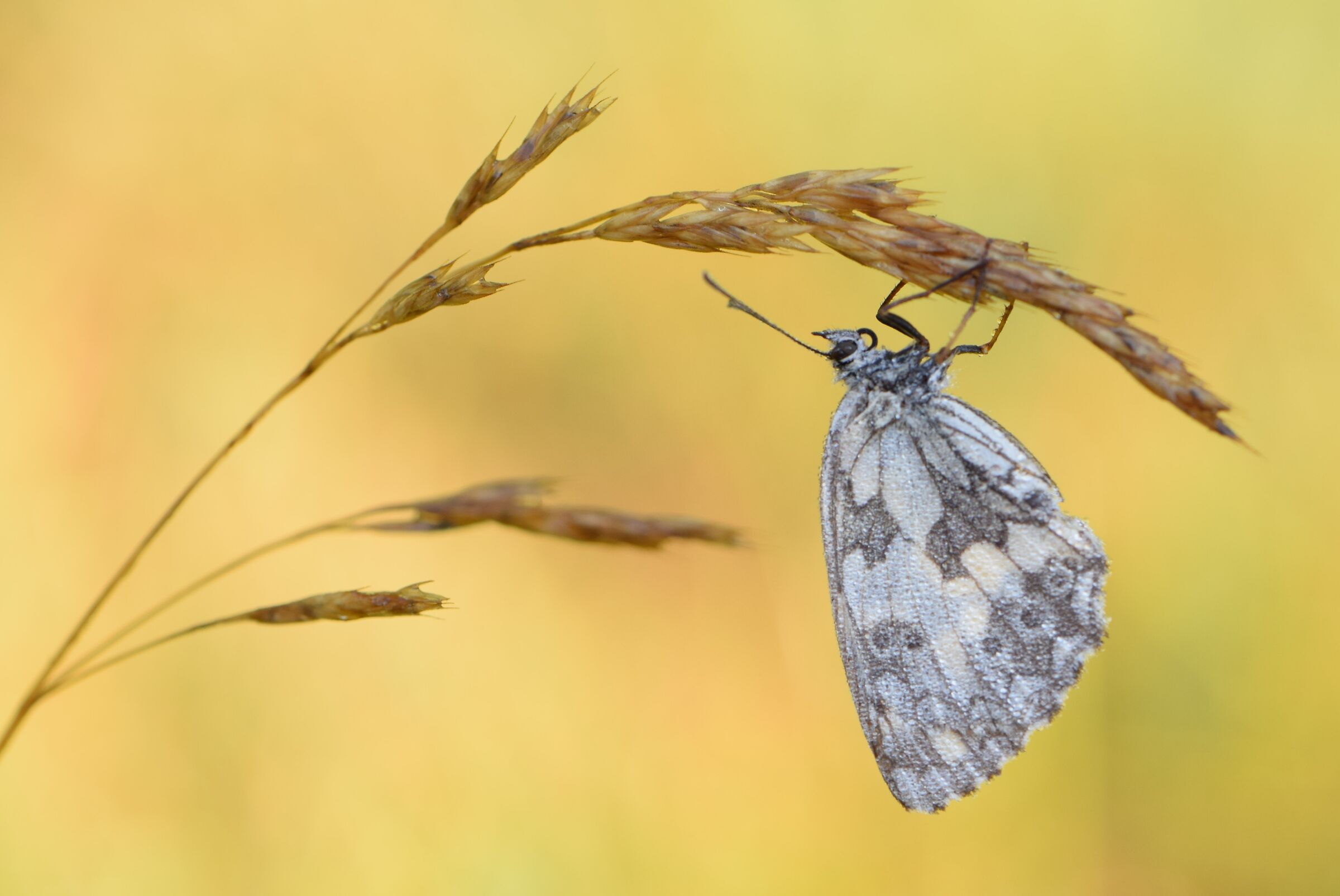 Galatea-Melanargia Galathea