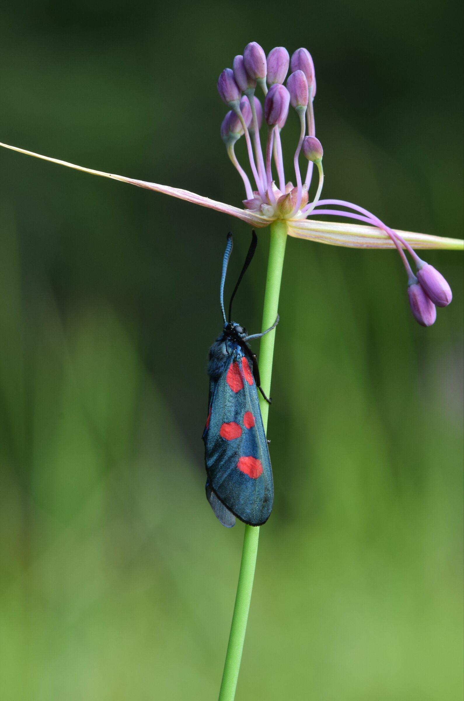 Zygaena transalpina