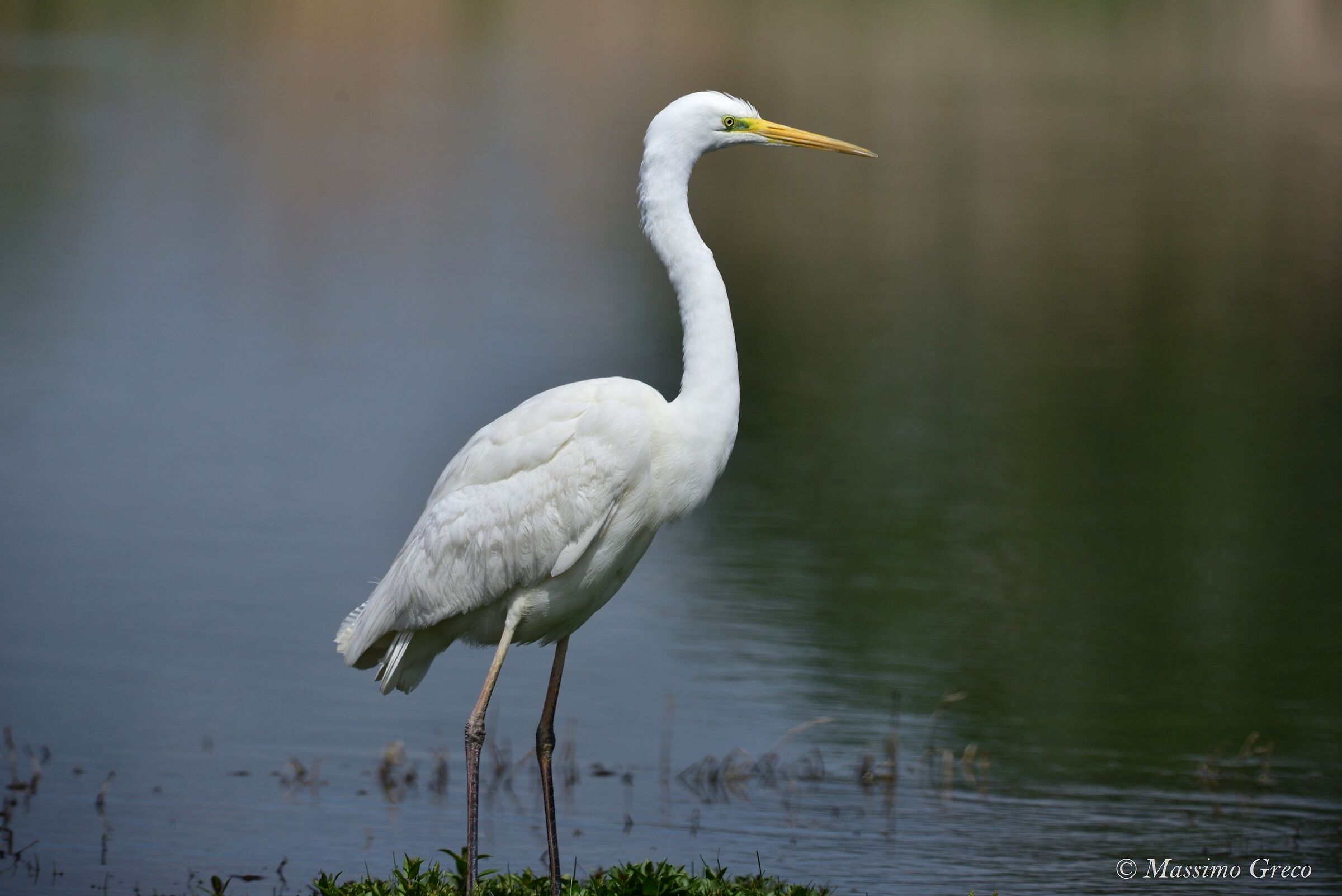 Greater White Heron