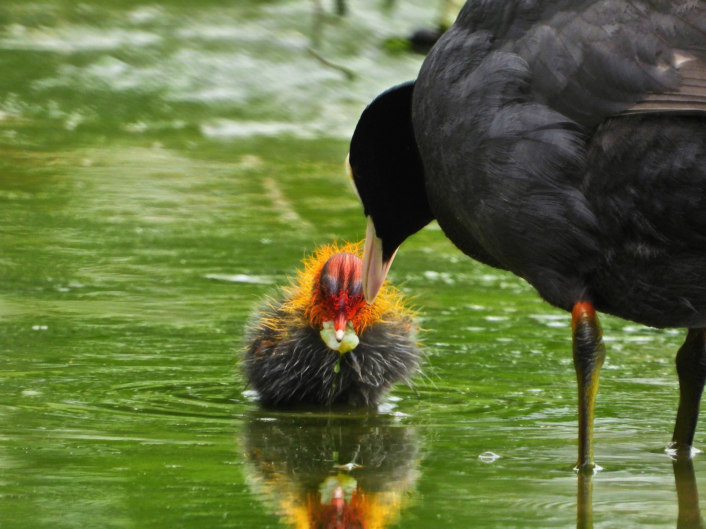 Folaga provvede a sfamare il pulcino