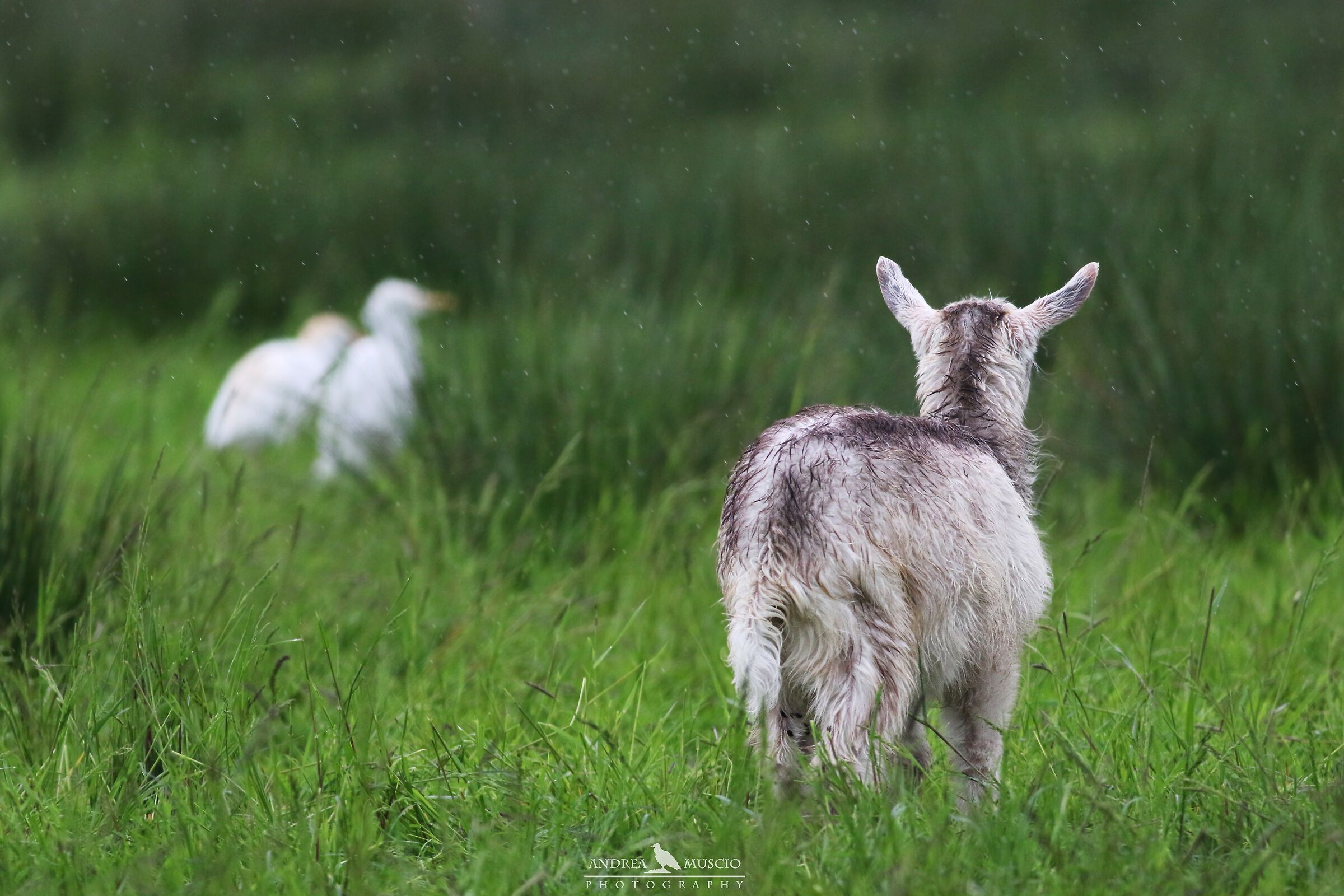 Can we play together?