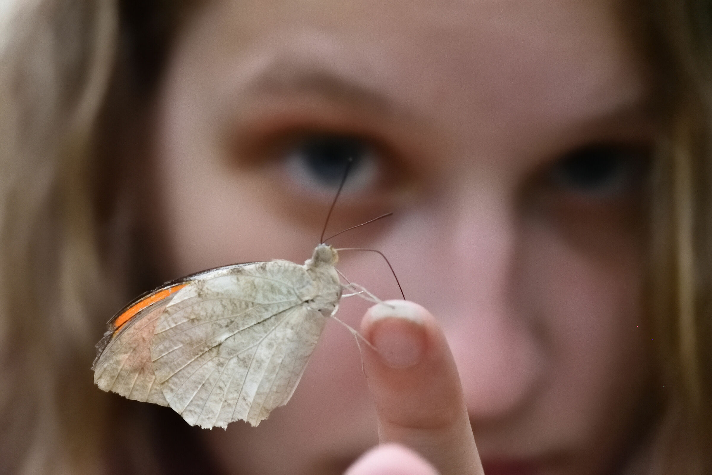 all'ombra della farfalla