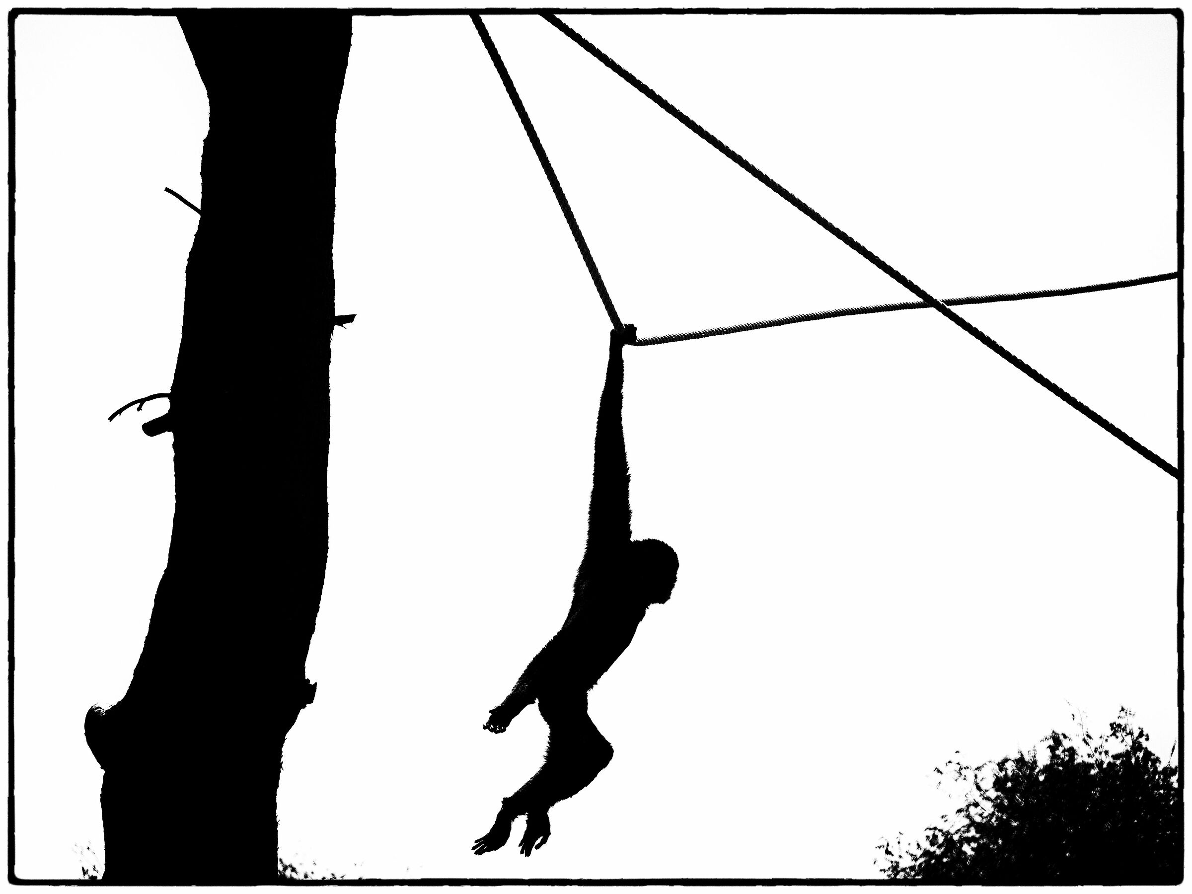 The famous monkey that feeds on photographic kits