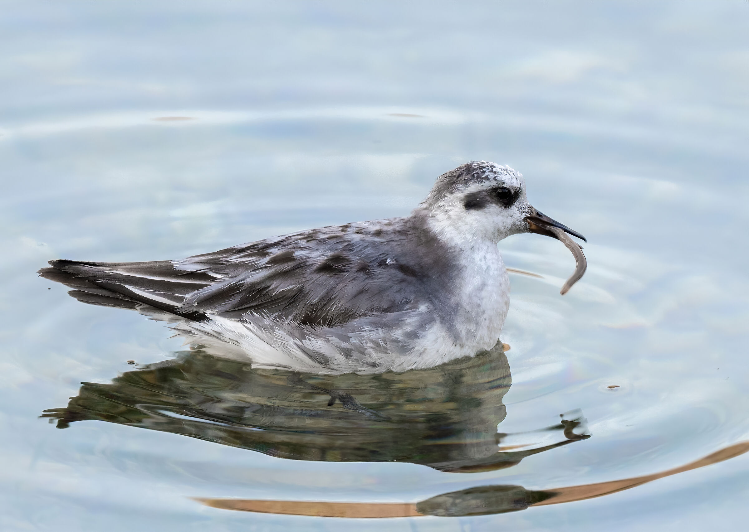 Falaropo Phalarope