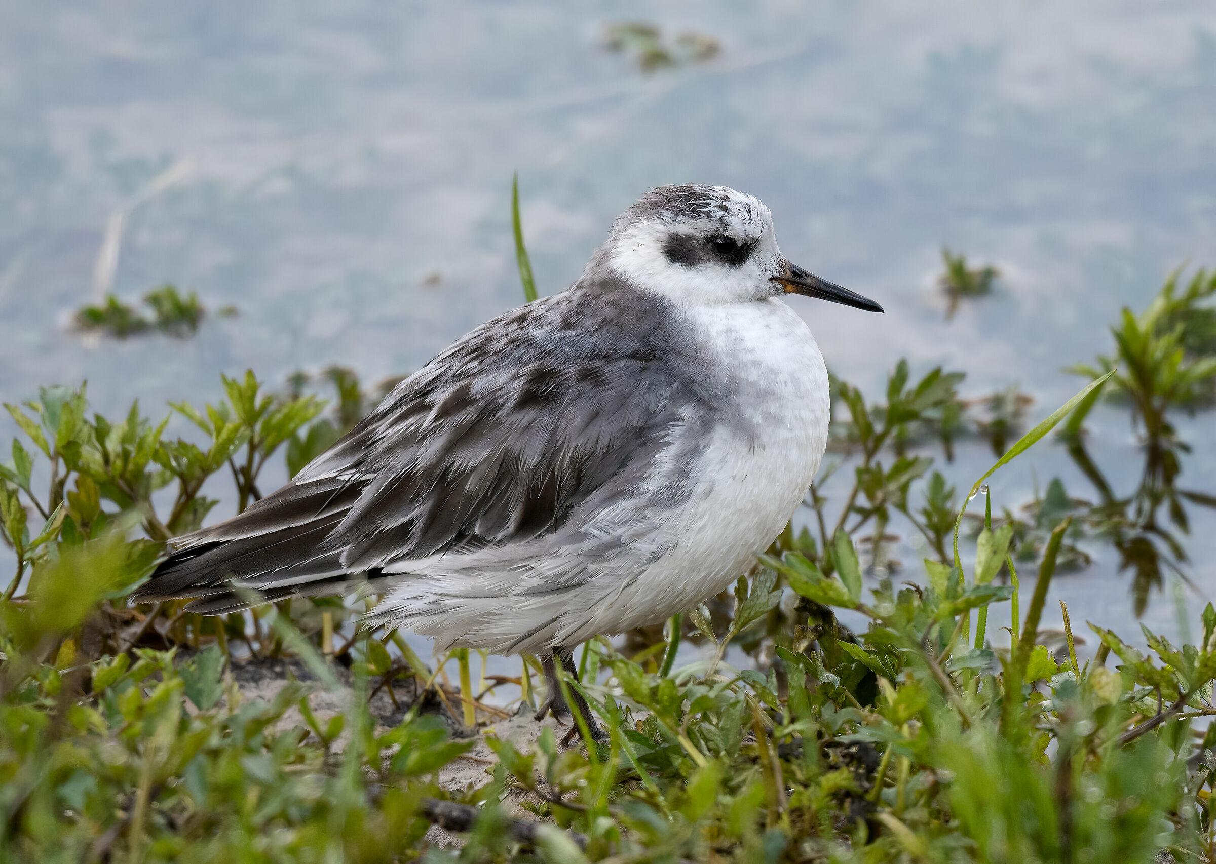 Falaropo Phalarope