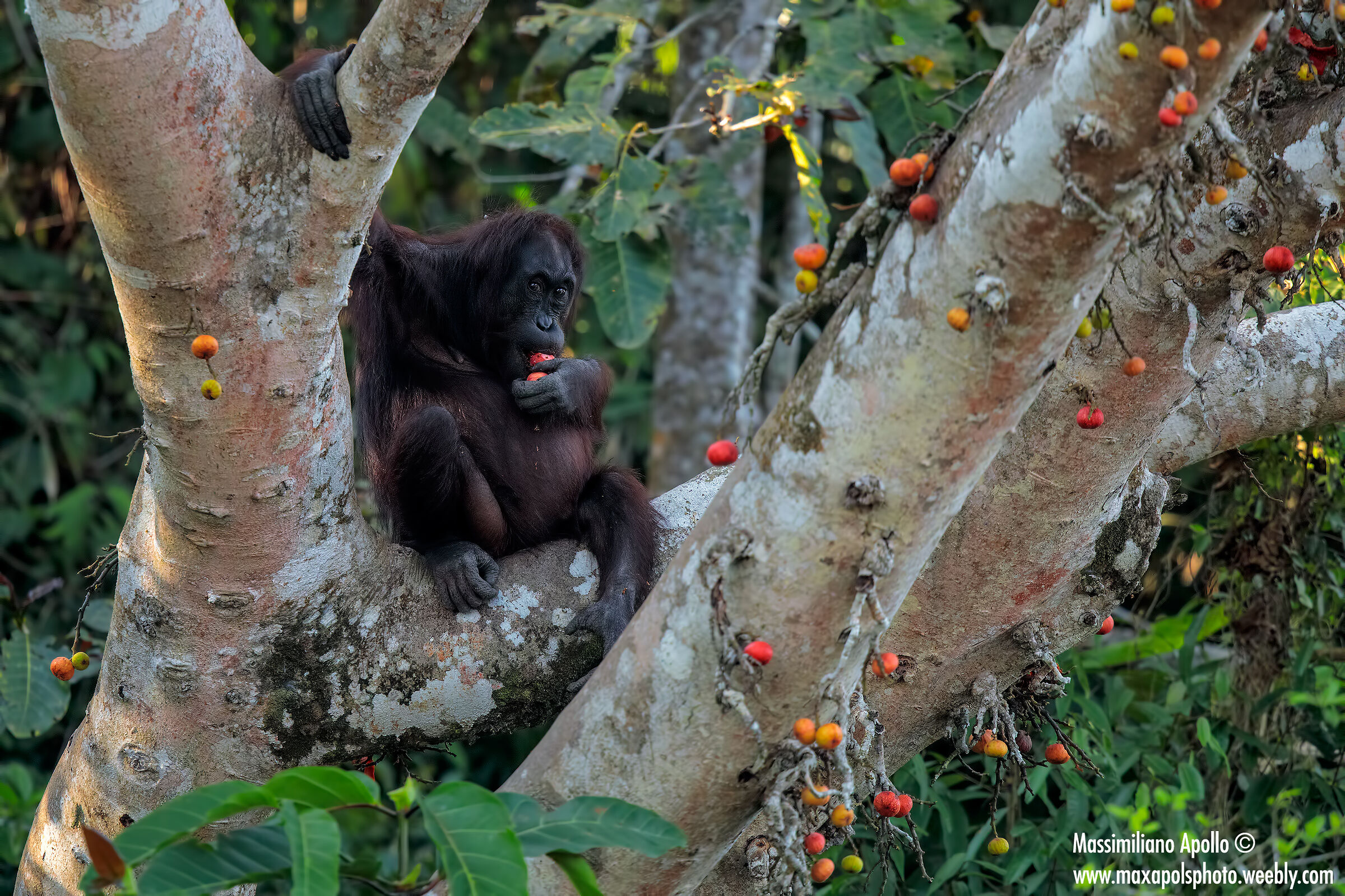 e' tempo di raccogliere i frutti...