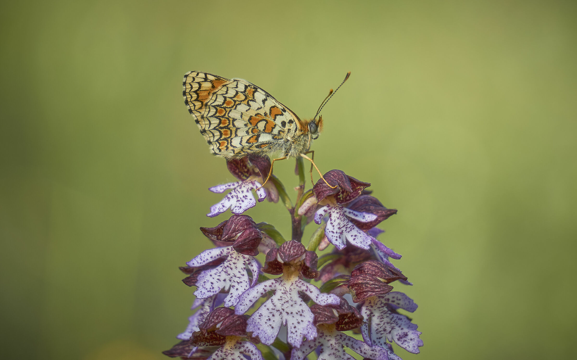Melitaea phoebe su orchidea selvatica (Orchis Purpurea)