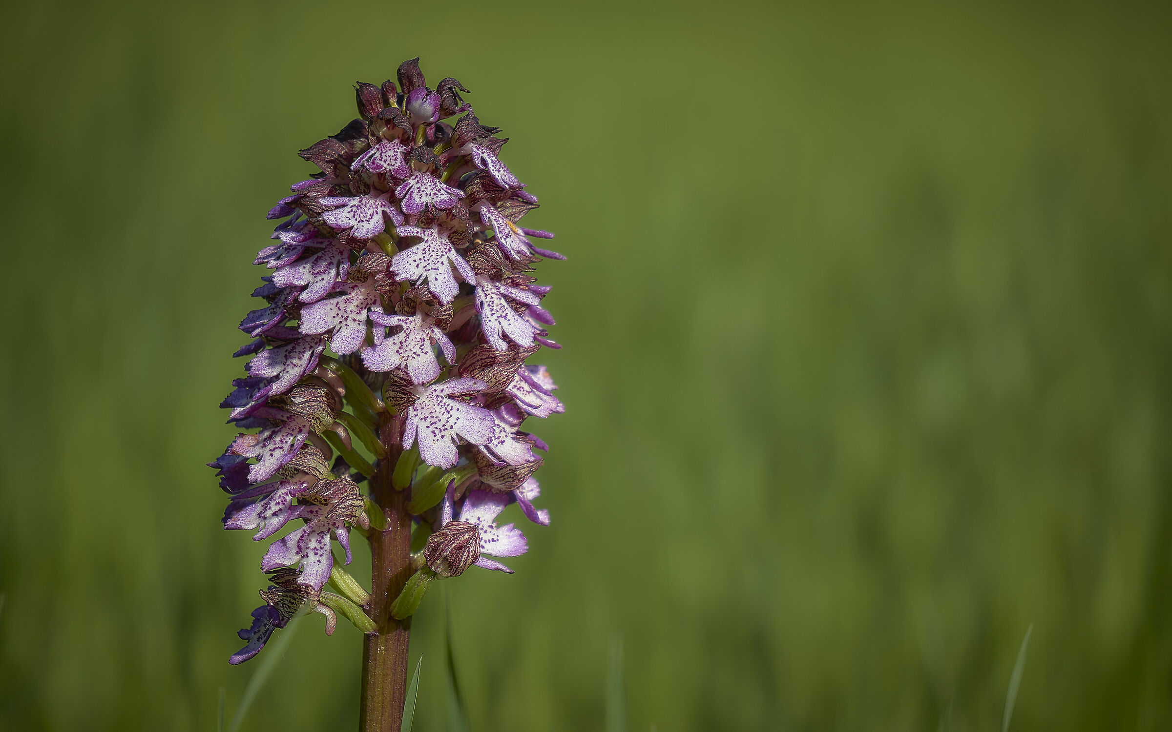 Orchis Purpurea