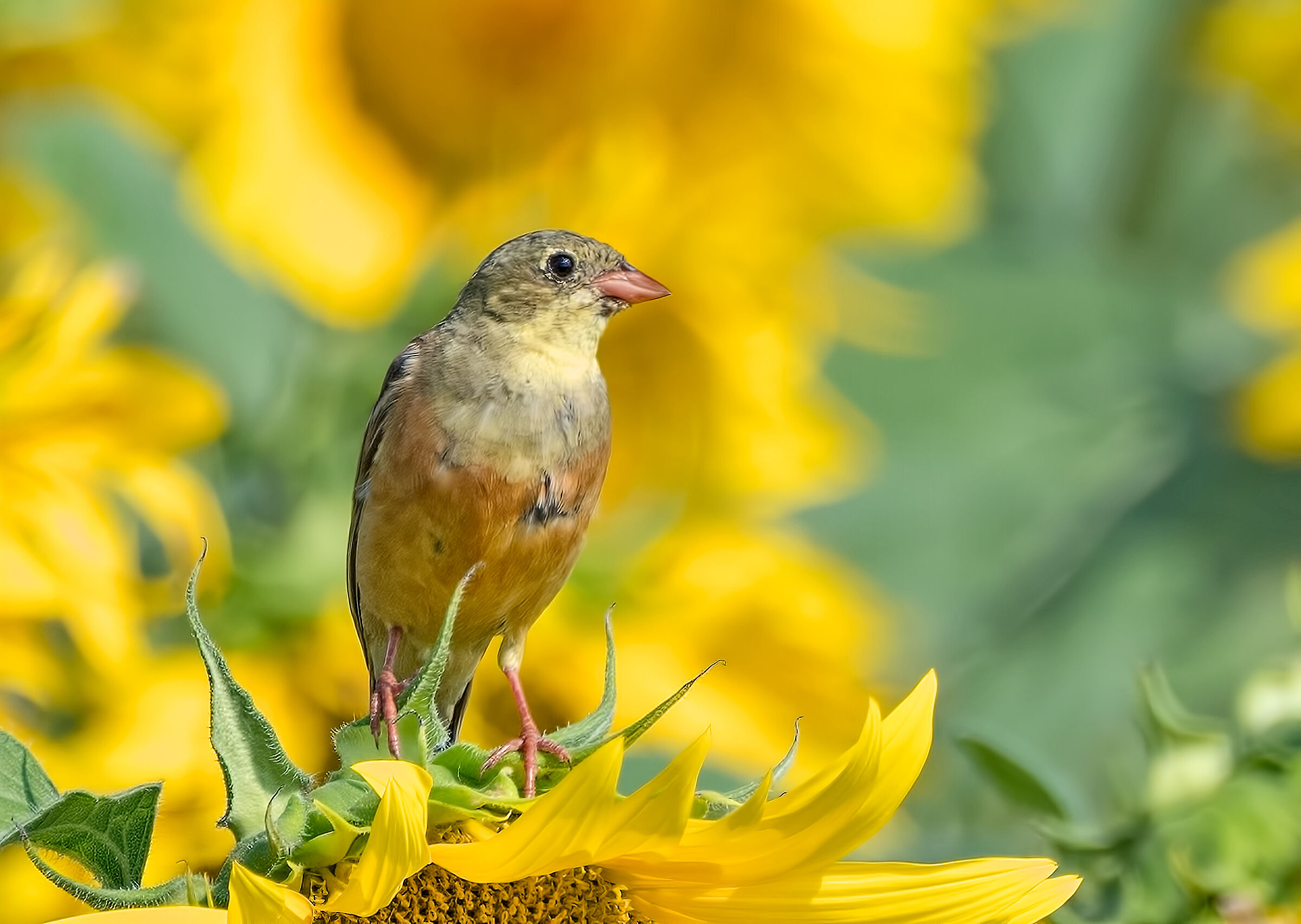 Ortolano Gigapixel AI