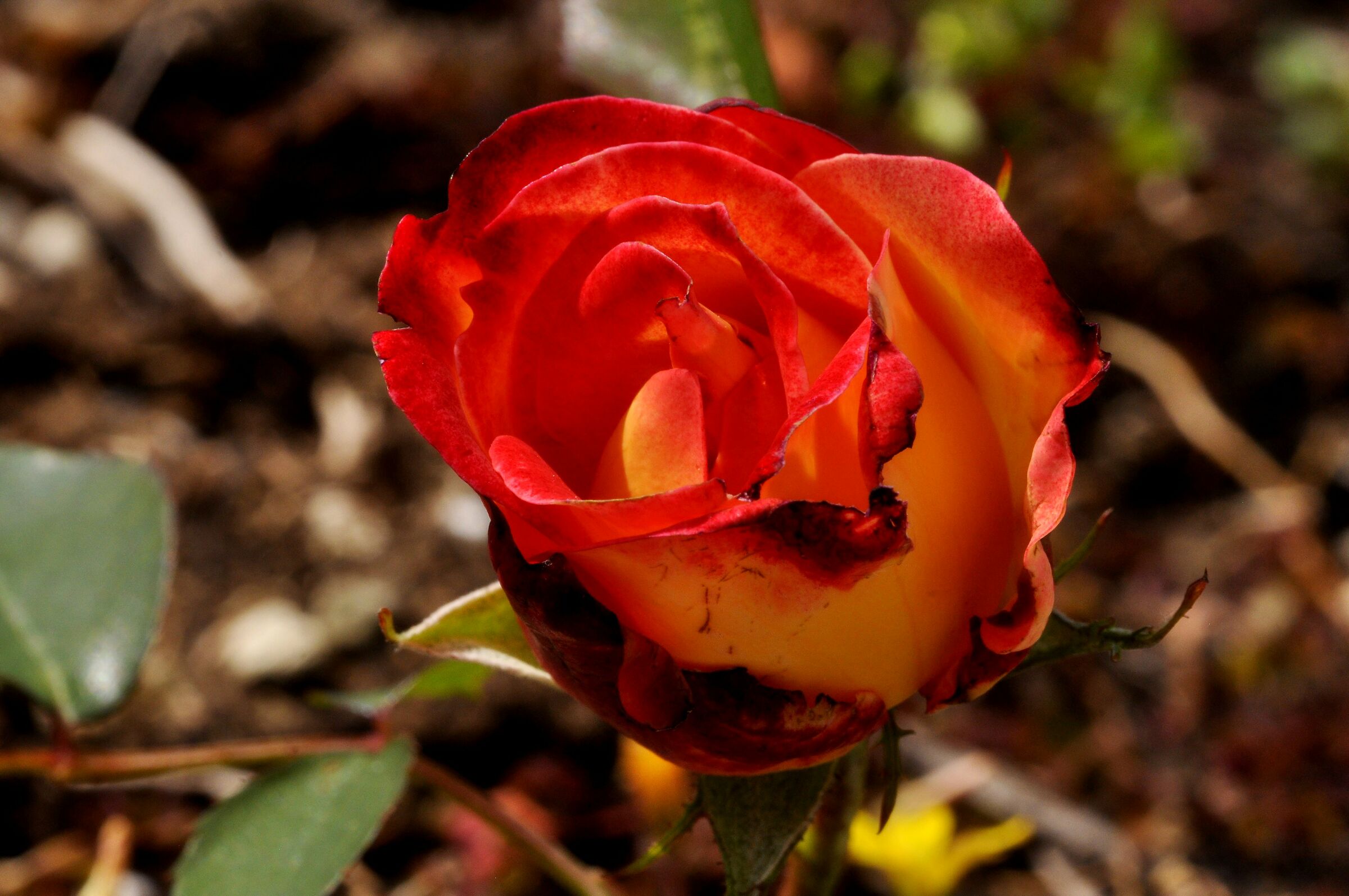 Magic of colors in a rose
