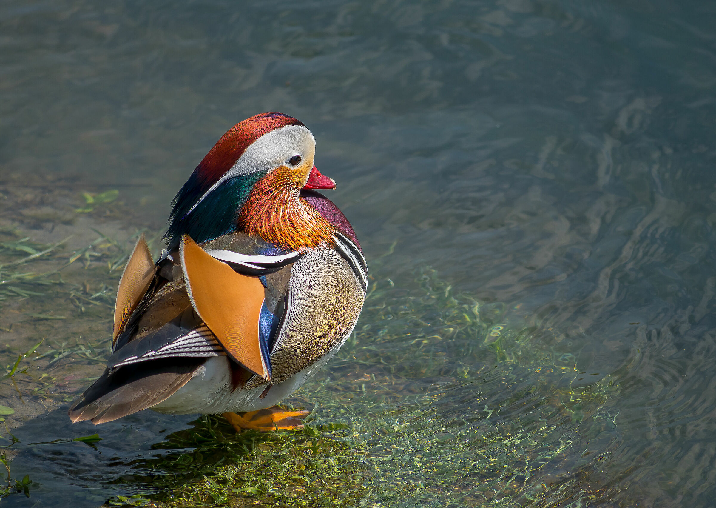 Mandarina......timida....